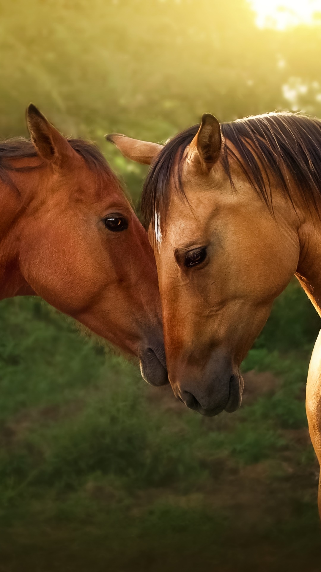 Animal Horse, Love, 1080x1920, Phone HD Wallpaper