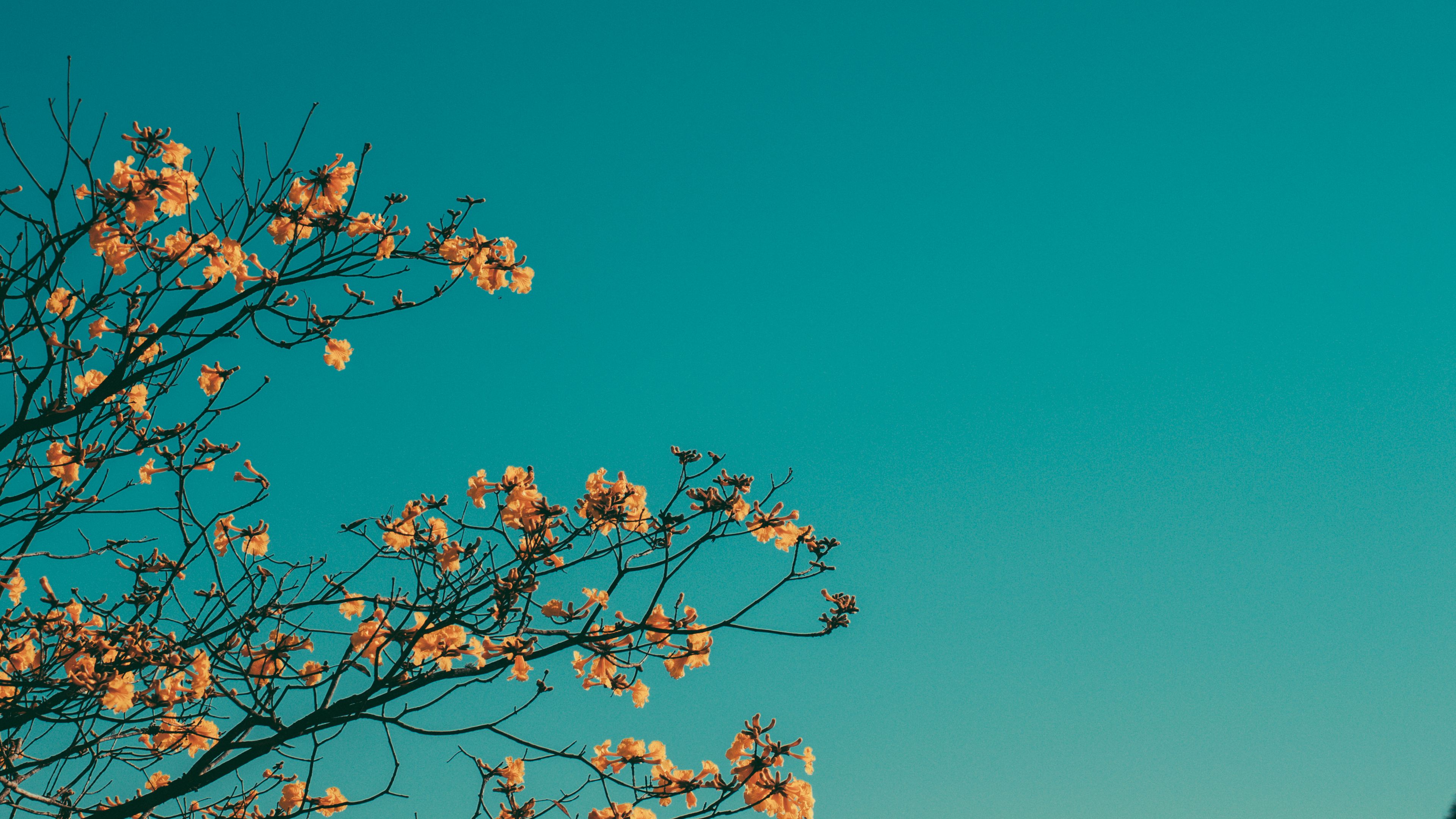 branches, sky, minimalism, 4k, HD Wallpaper