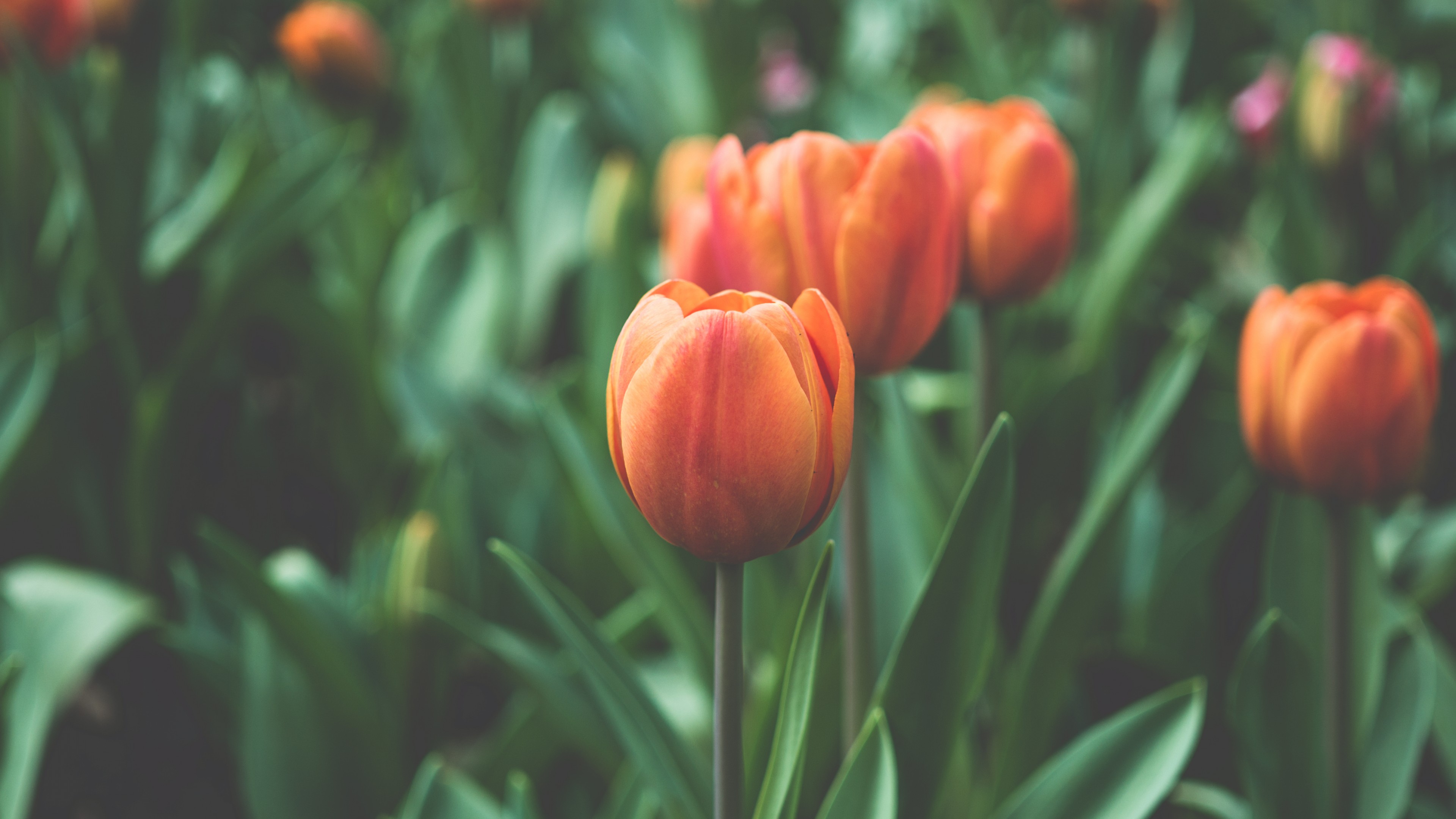 Tulips, 4k, flowers, red, green, HD Wallpaper