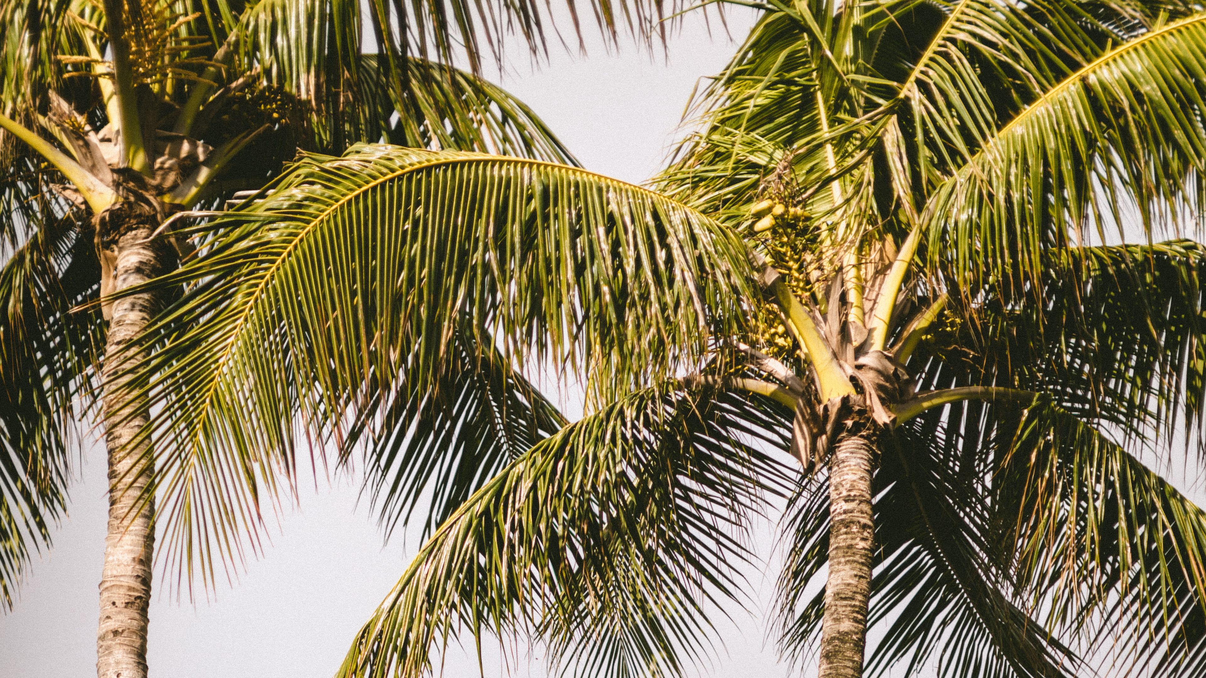 palm trees, rainbow, nature, summer, 4k, HD Wallpaper