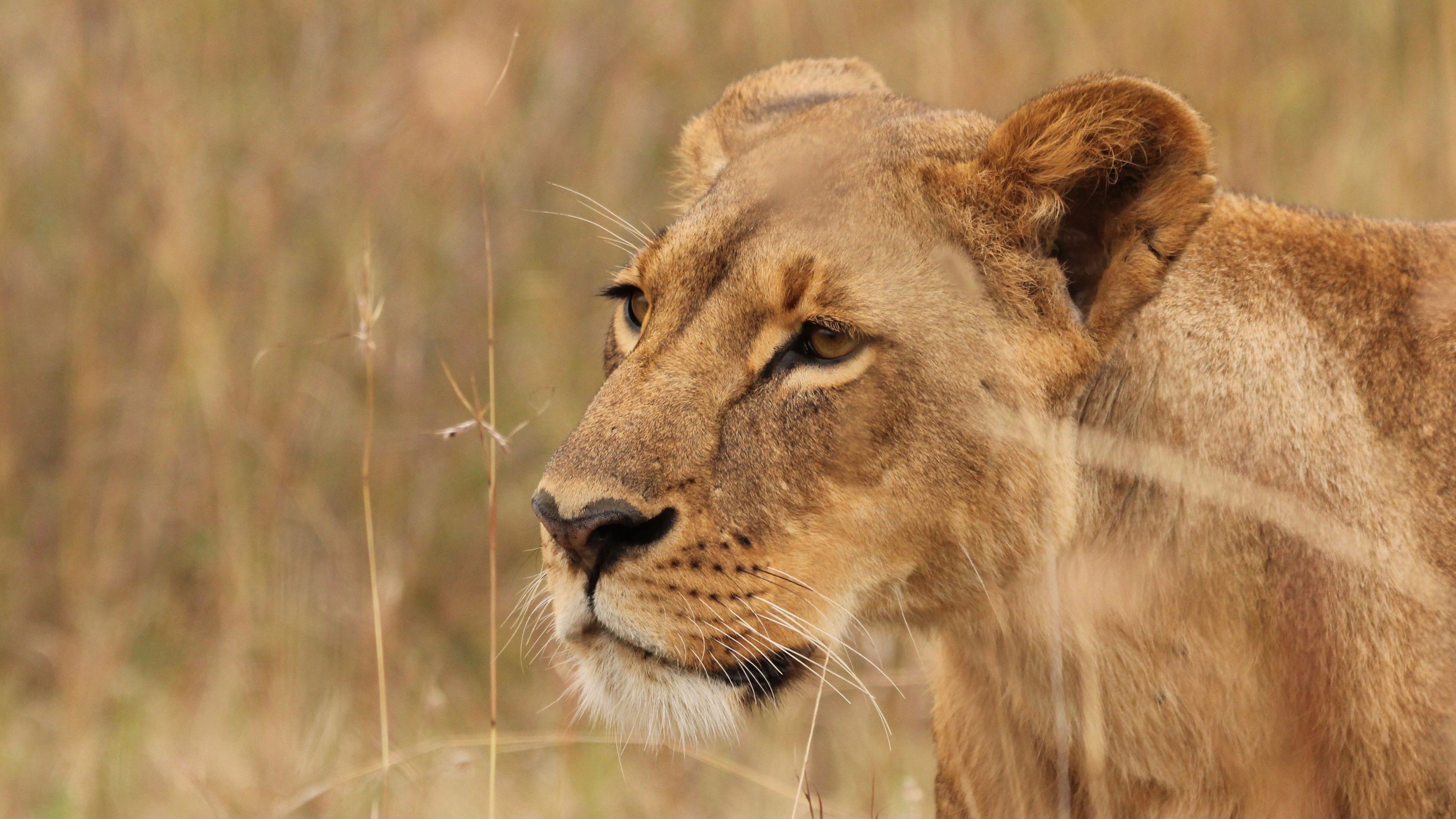 lioness, big cat, predator, grass, wildlife, 4k, HD Wallpaper