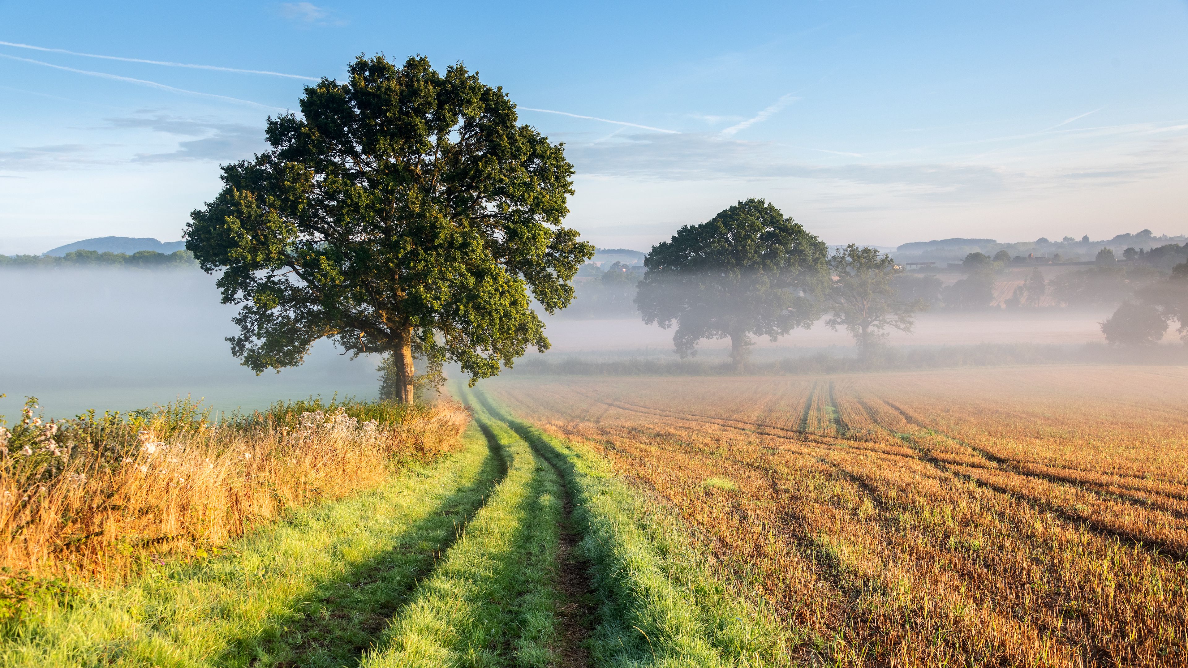 tree, road, grass, fog, 4k, HD Wallpaper