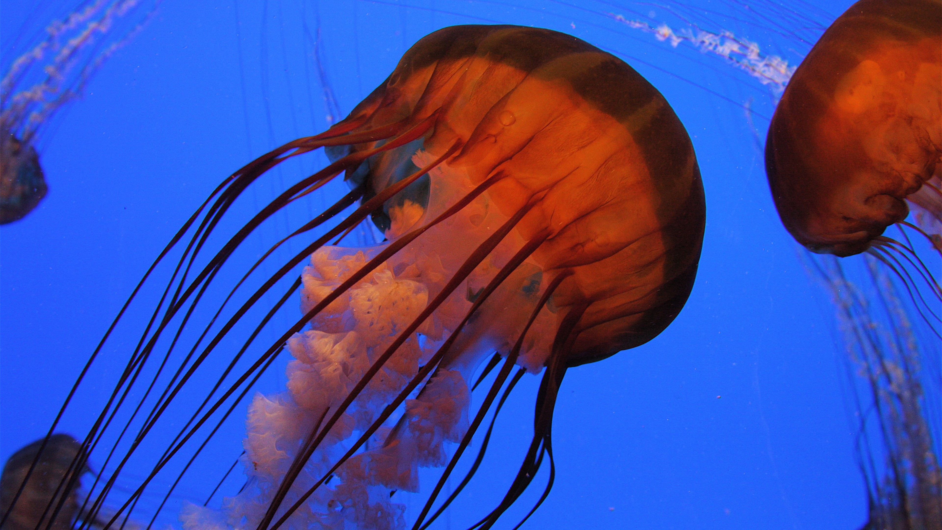 Jellyfish, 4k, Pacific sea nettle, Georgia, Atlanta, diving, tourism, Aquarium, water, blue, orange, HD Wallpaper