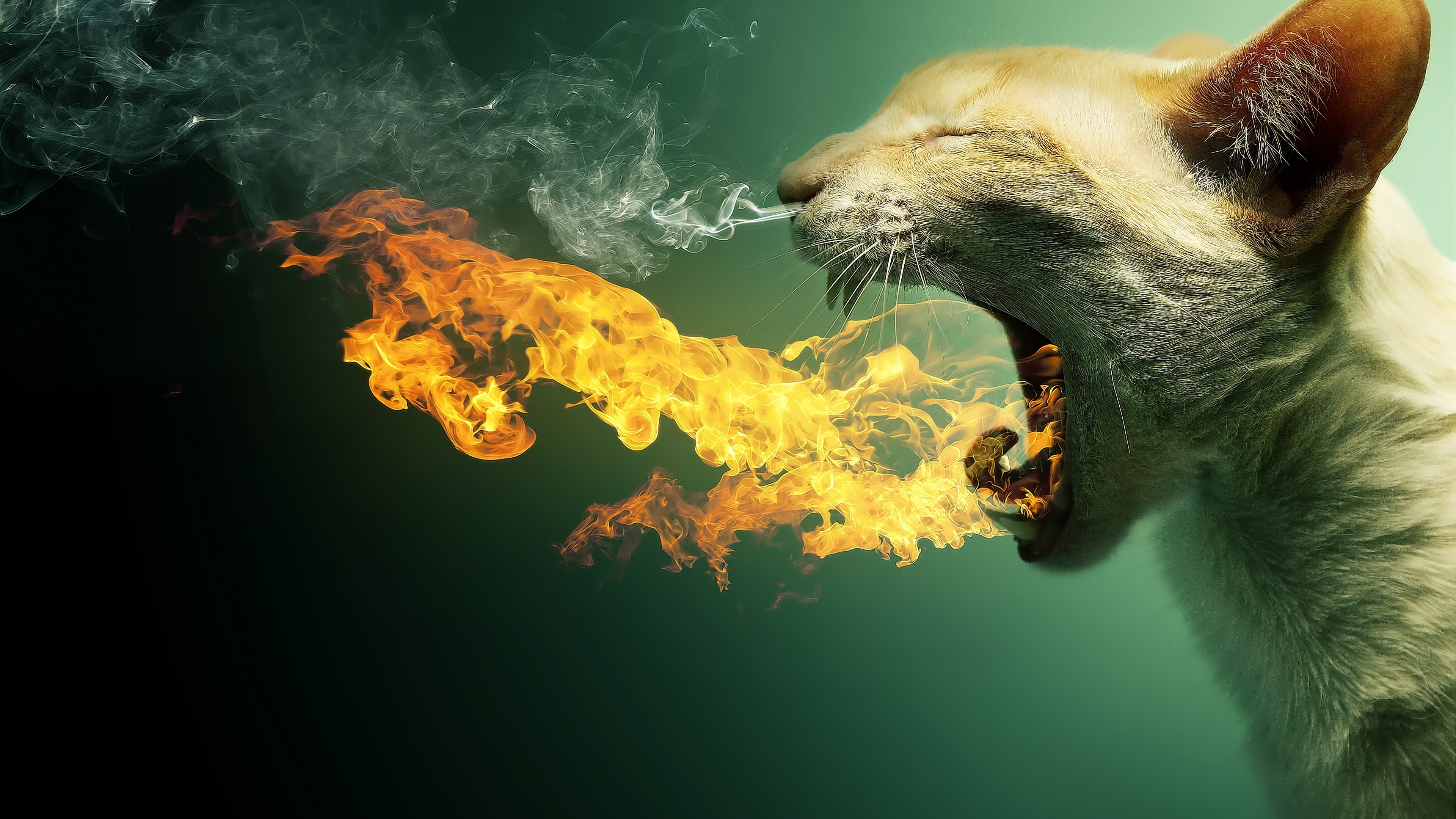 Kitty, fire, flaming, kitten, cat, eyes, cute, gray, HD Wallpaper