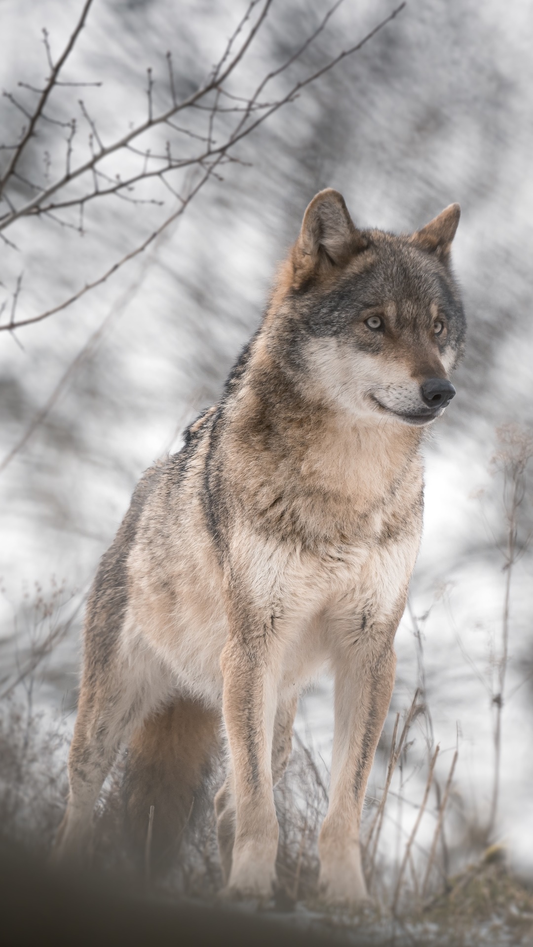 Animal Wolf, 1080x1920, Phone HD Wallpaper