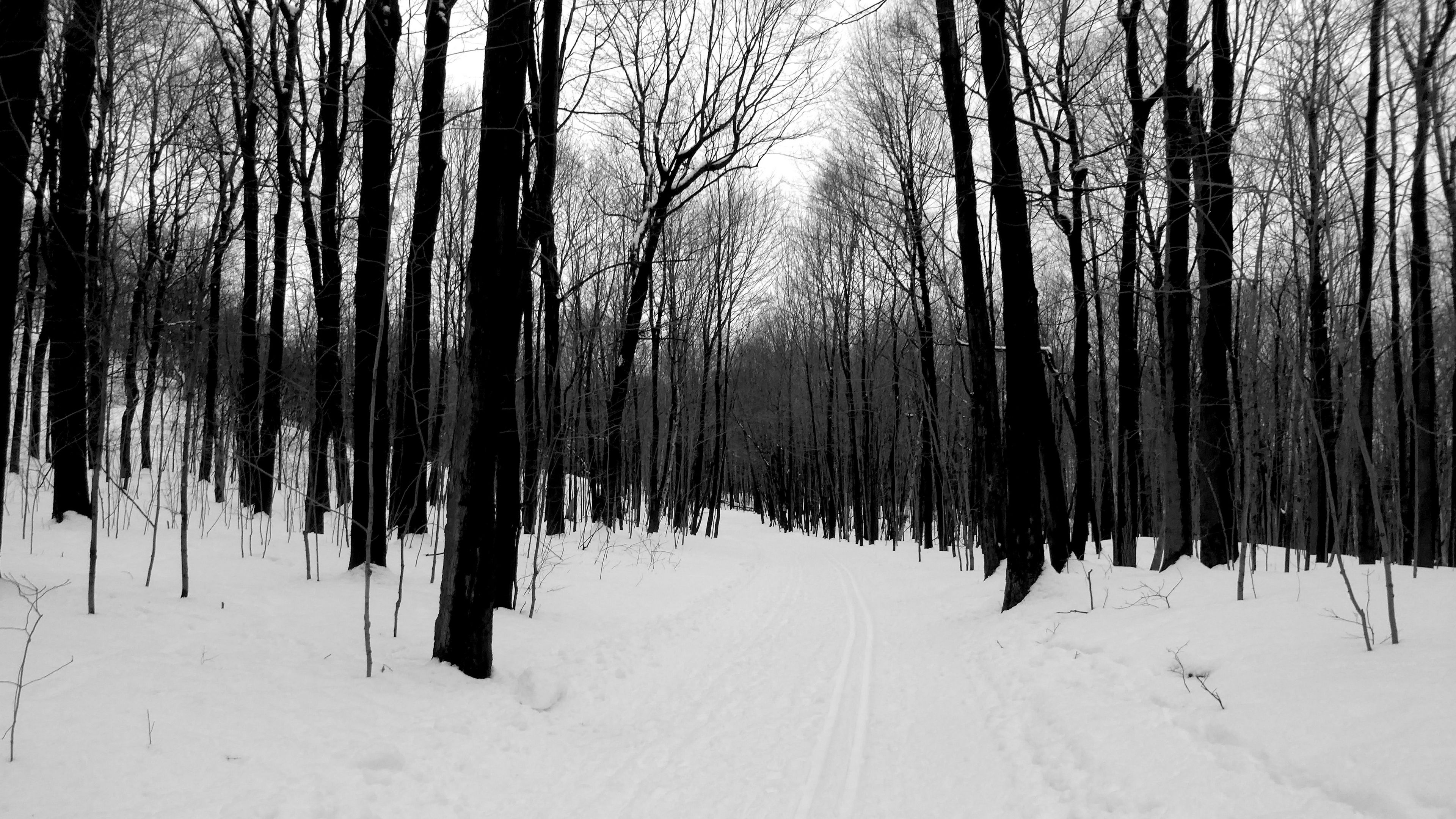 forest, road, bw, winter, 4k, HD Wallpaper