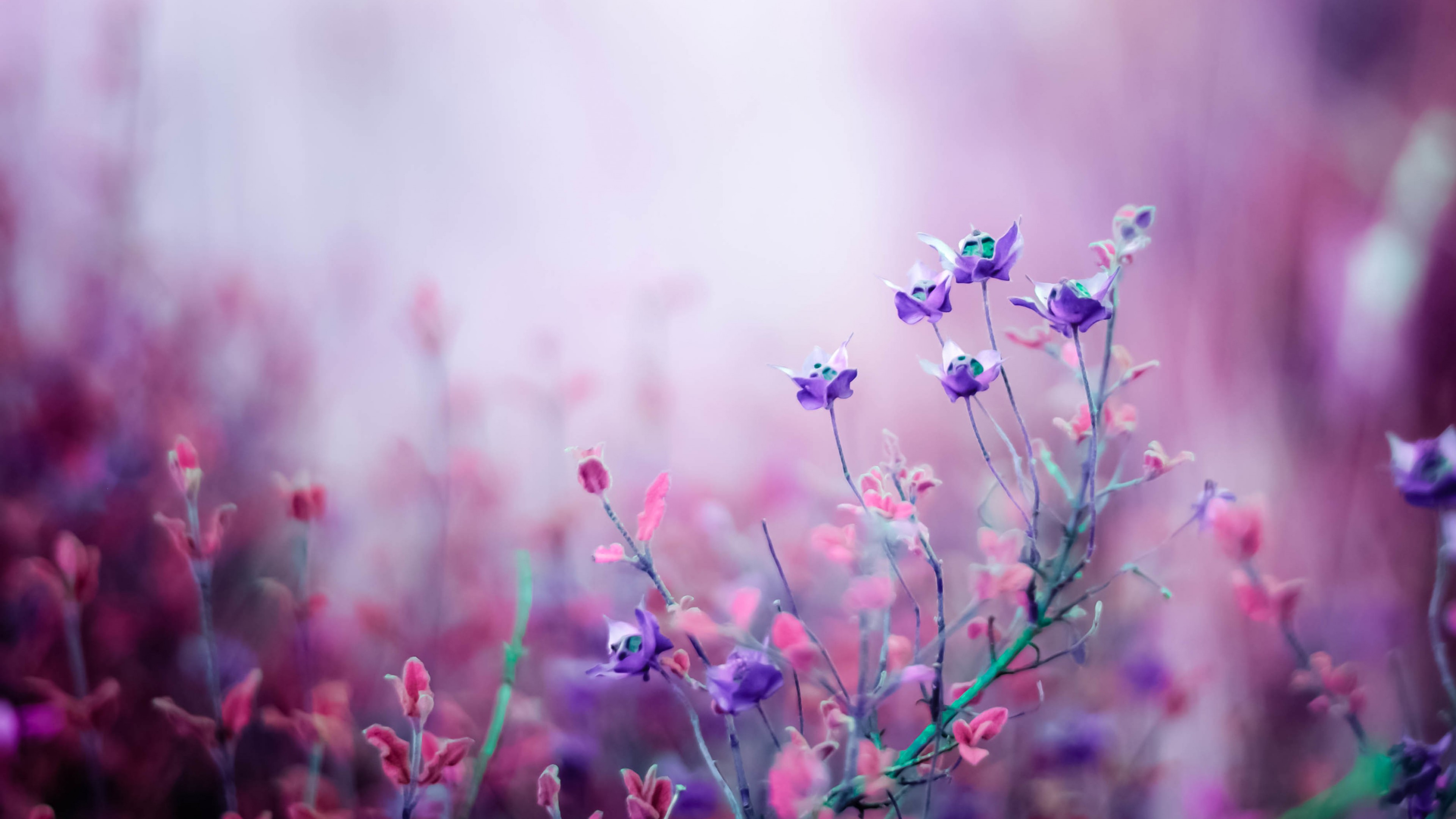 Wildflowers, 4k, purple, HD Wallpaper