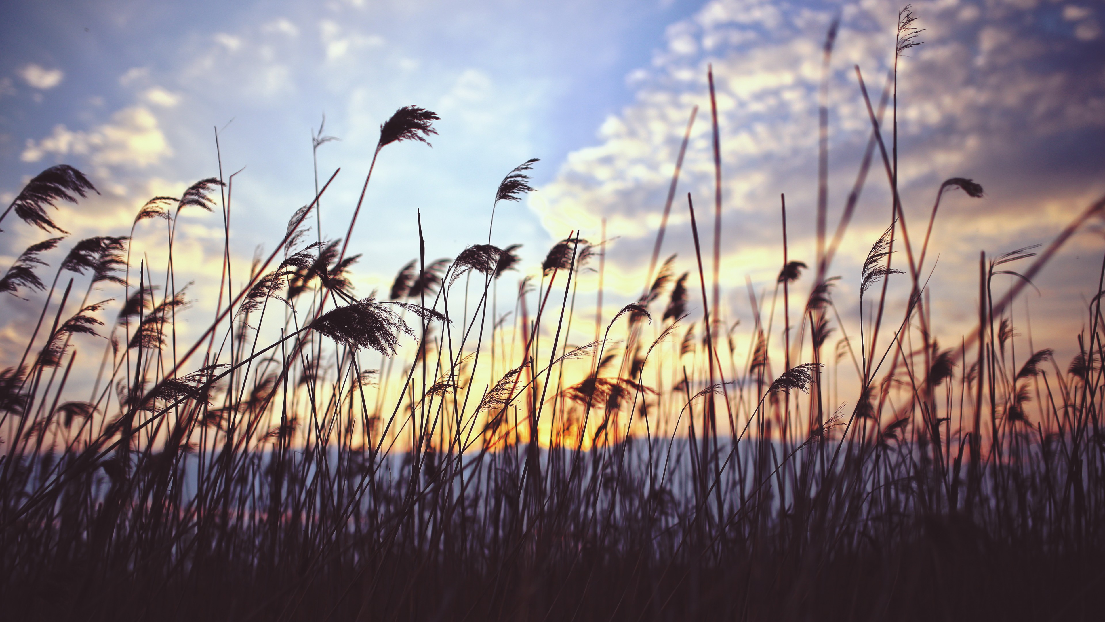 Grass, 4k, meadows, sunset, clouds, HD Wallpaper