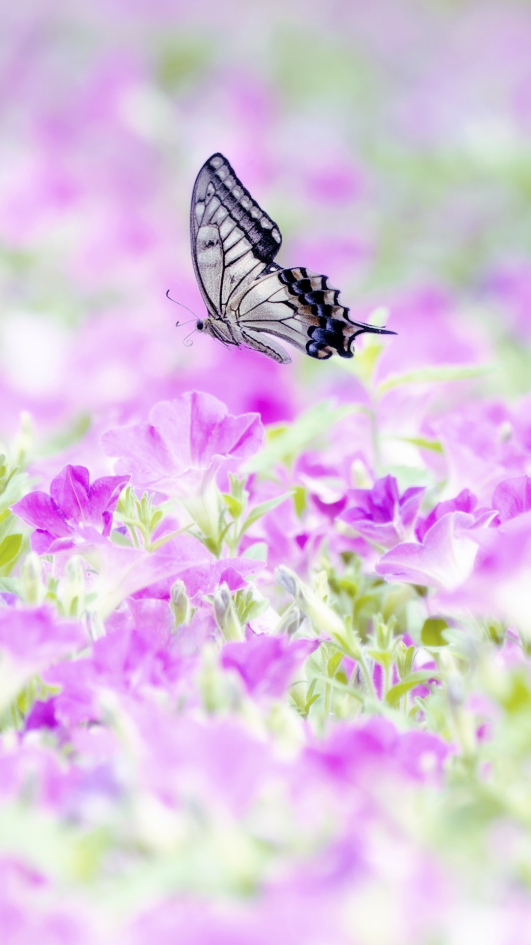 Animal Butterfly, Nature, Petunia, Flower, 1080x1920, Phone HD Wallpaper