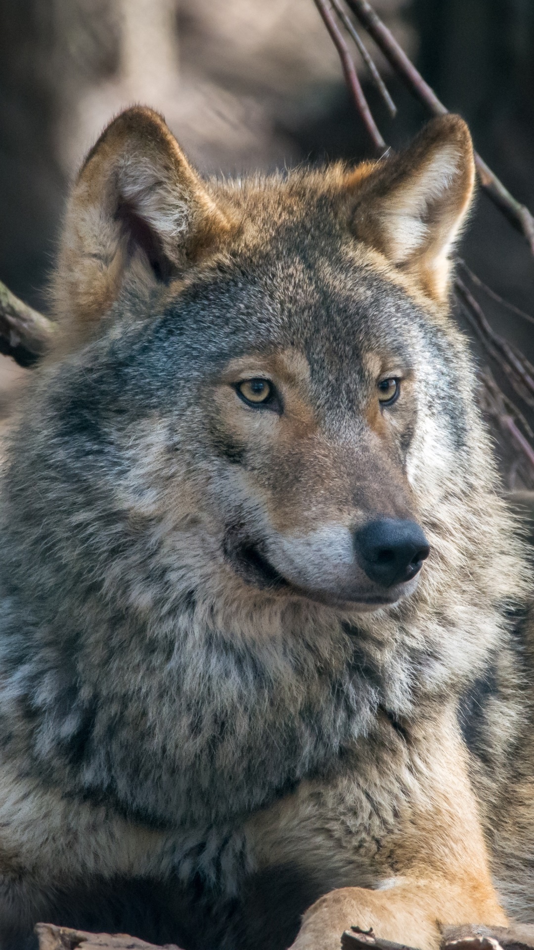Animal Wolf, 1080x1920, Phone HD Wallpaper