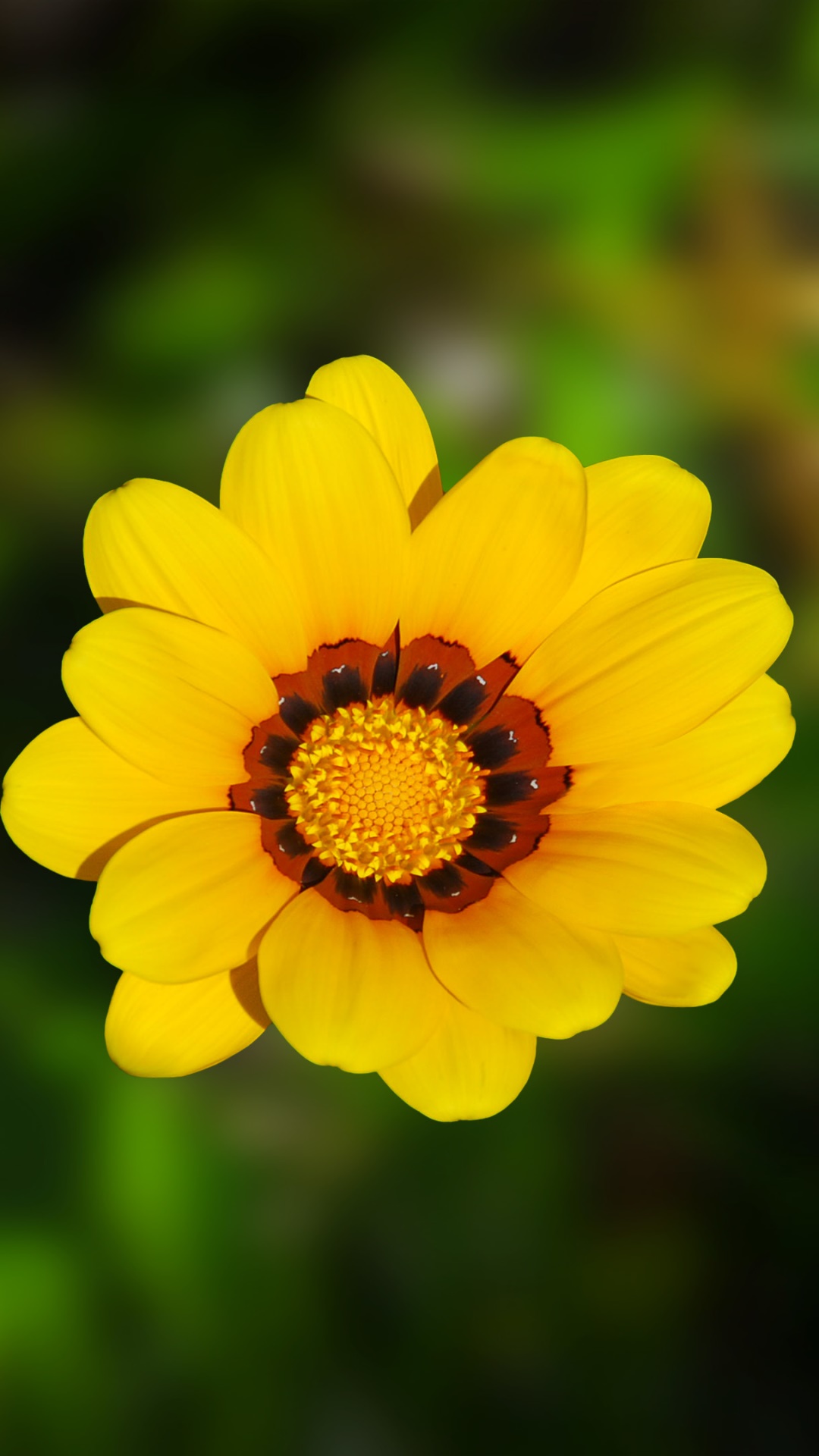 Earth Flower, 1080x1920, Phone HD Wallpaper