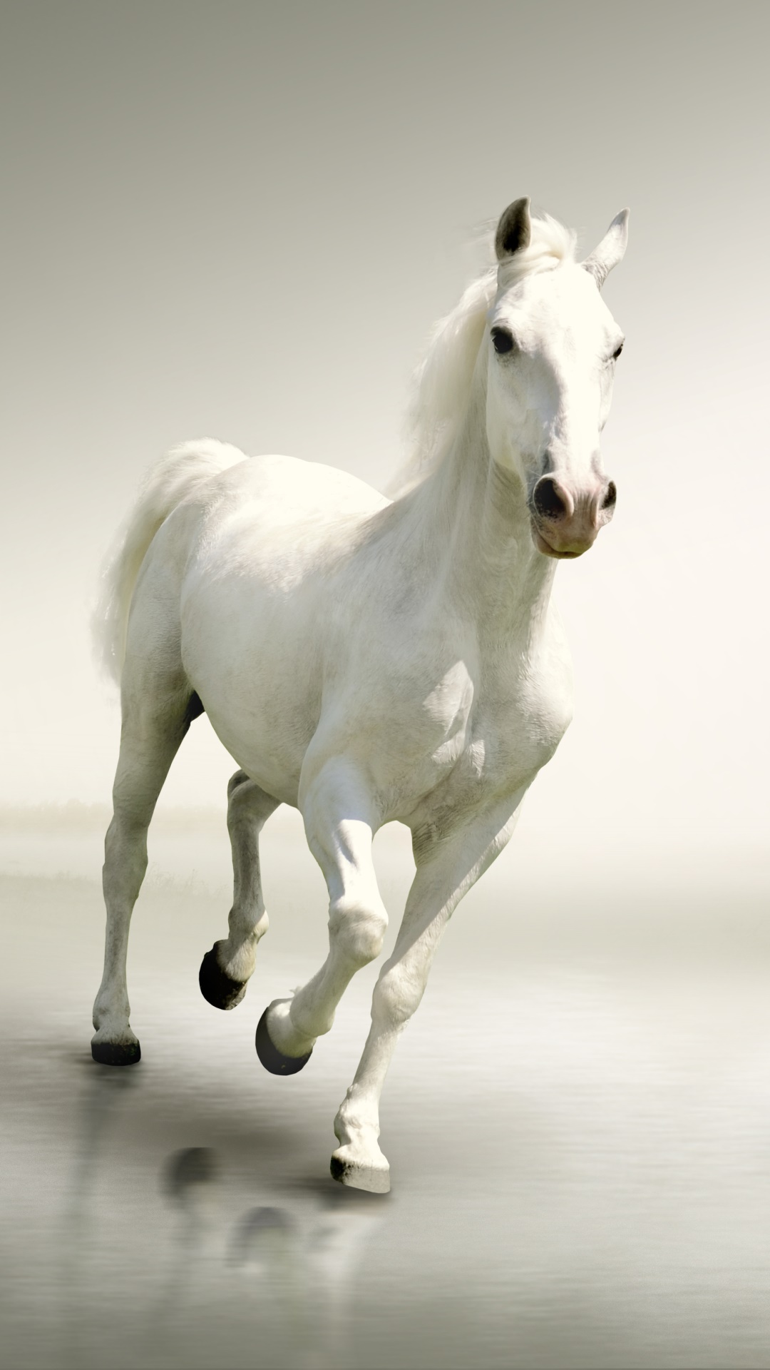 Animal Horse, 1080x1920, Phone HD Wallpaper