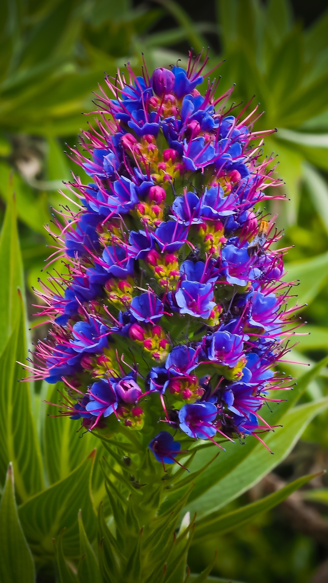 Earth Flower, Blue Flower, Exotic, 1080x1920, Phone HD Wallpaper