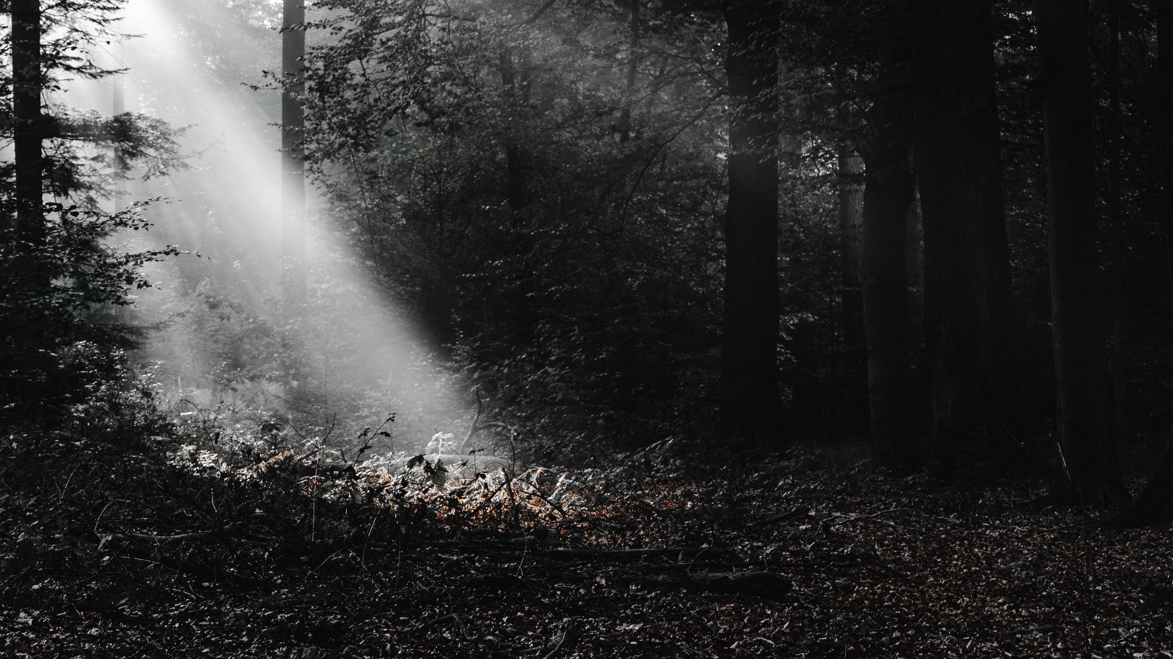 forest, rays, bw, 4k, HD Wallpaper