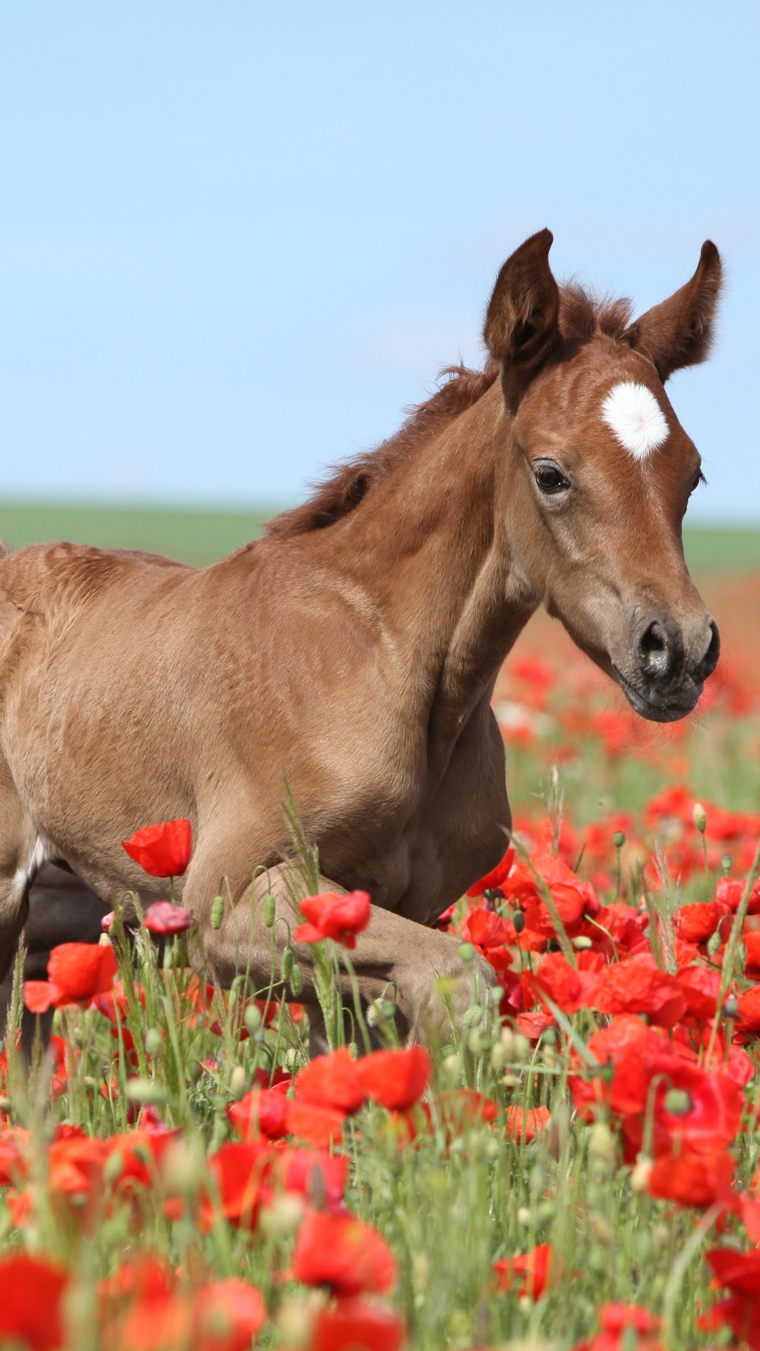 Animal Horse, Red Flower, Flower, Poppy, Baby Animal, Foal, 1080x1920, Phone HD Wallpaper