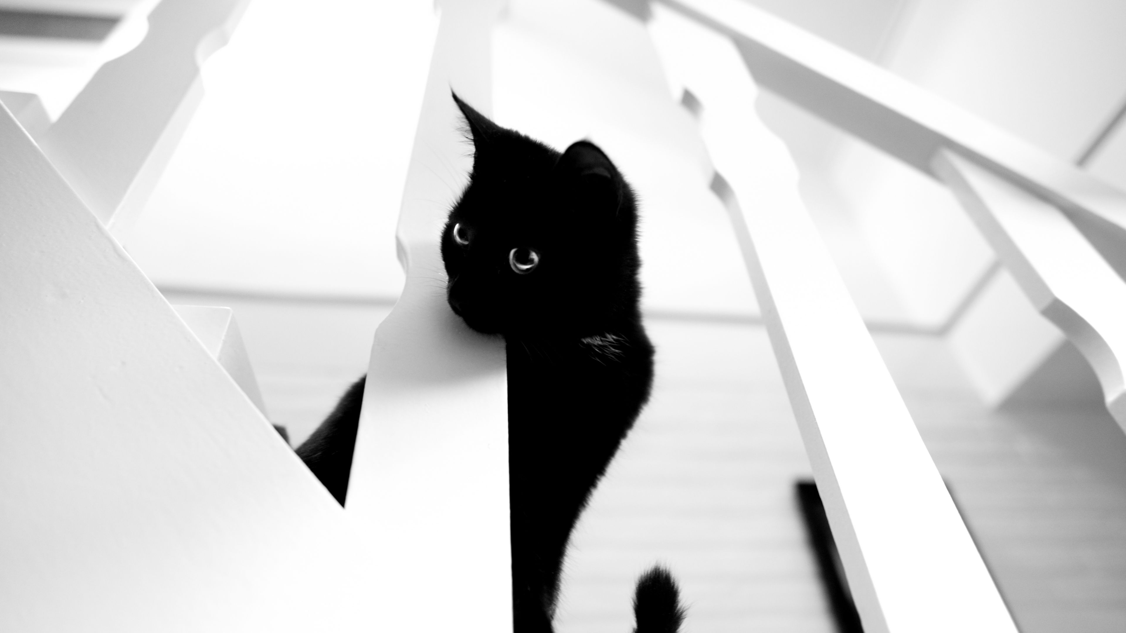 cat, pet, bw, 4k, HD Wallpaper