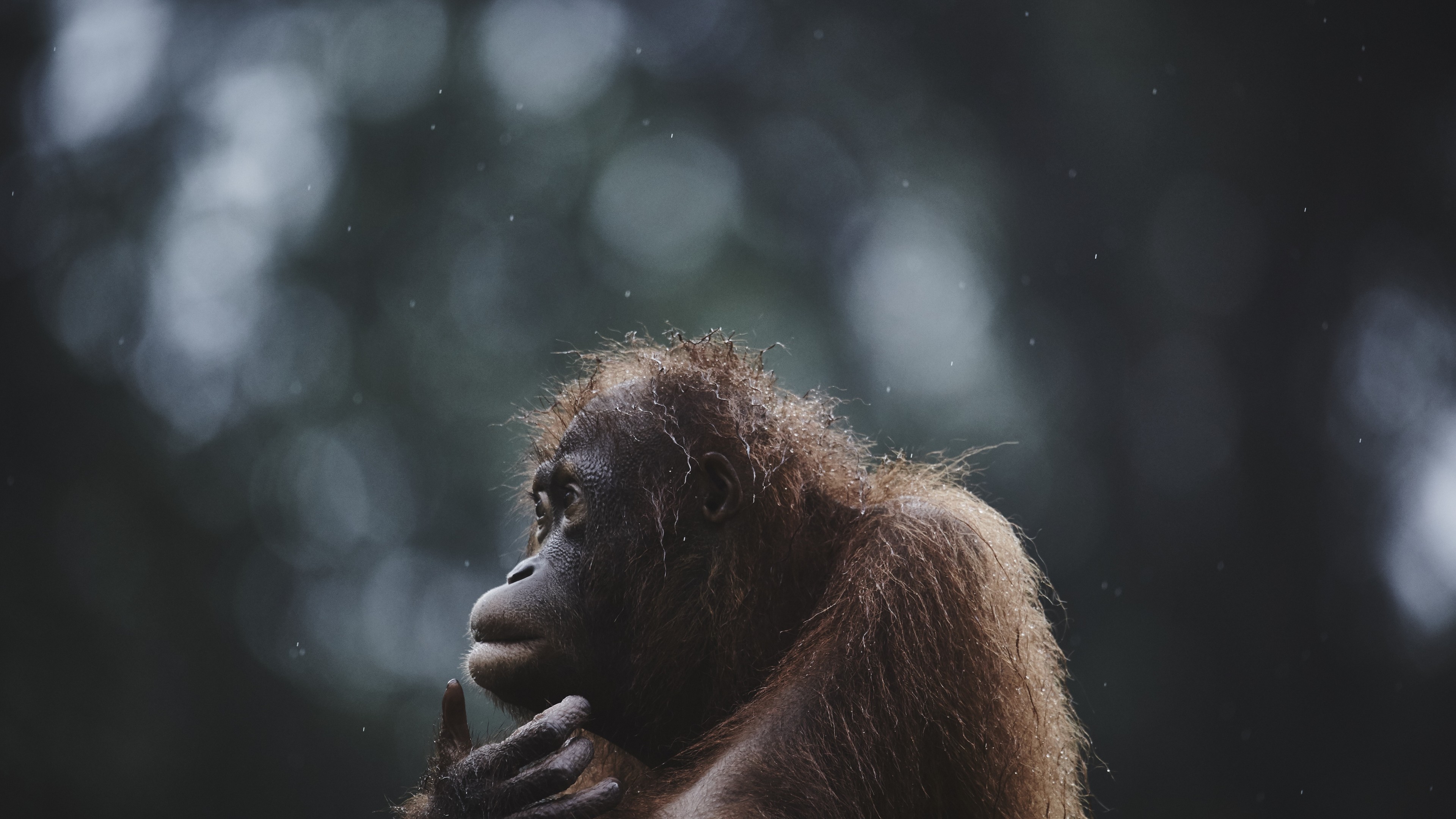 Orangutan, Borneo, Malaysia, wildlife, National Geographic Traveler Photo Contest, HD Wallpaper