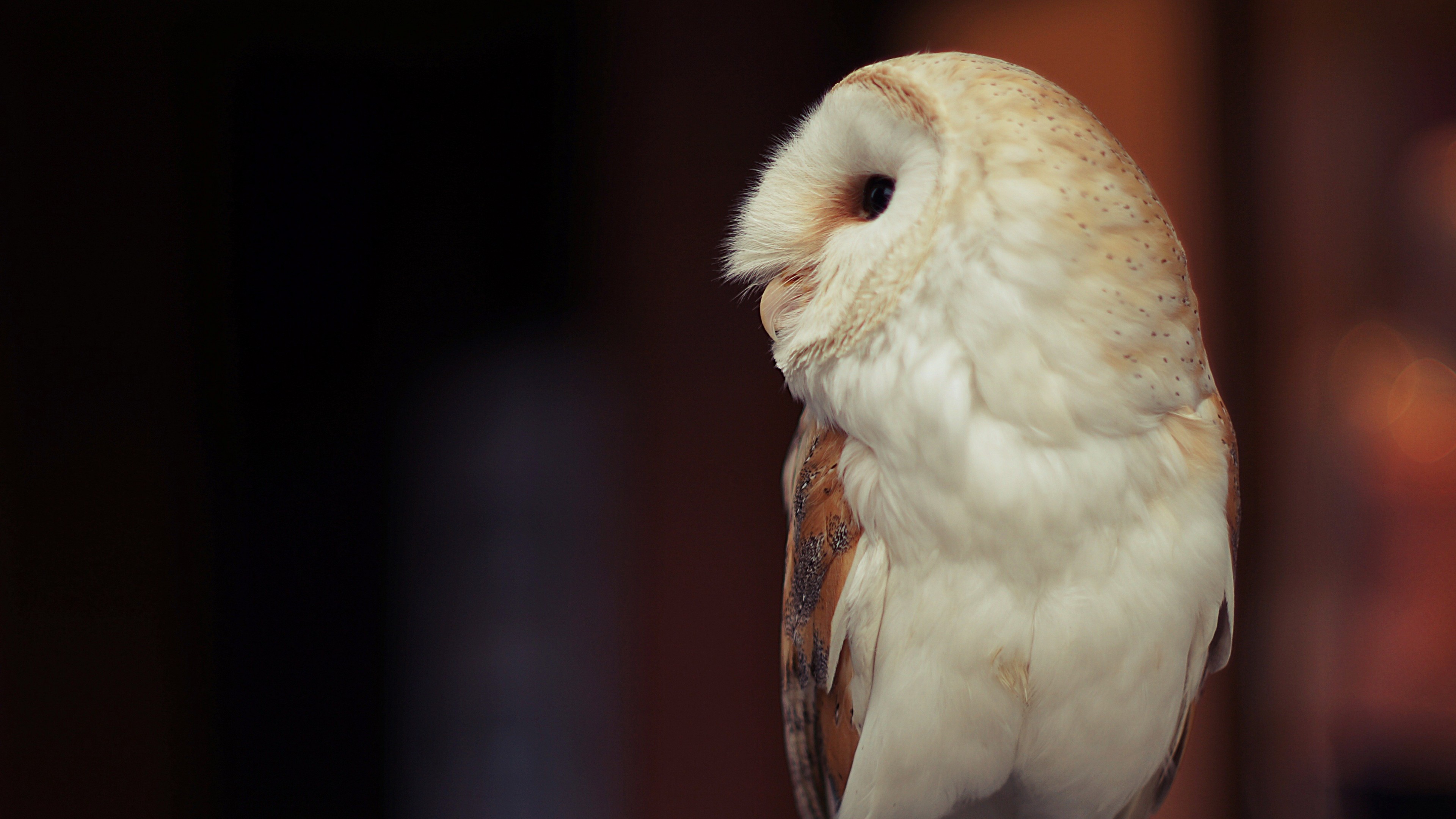 Owl, cute animals, HD Wallpaper