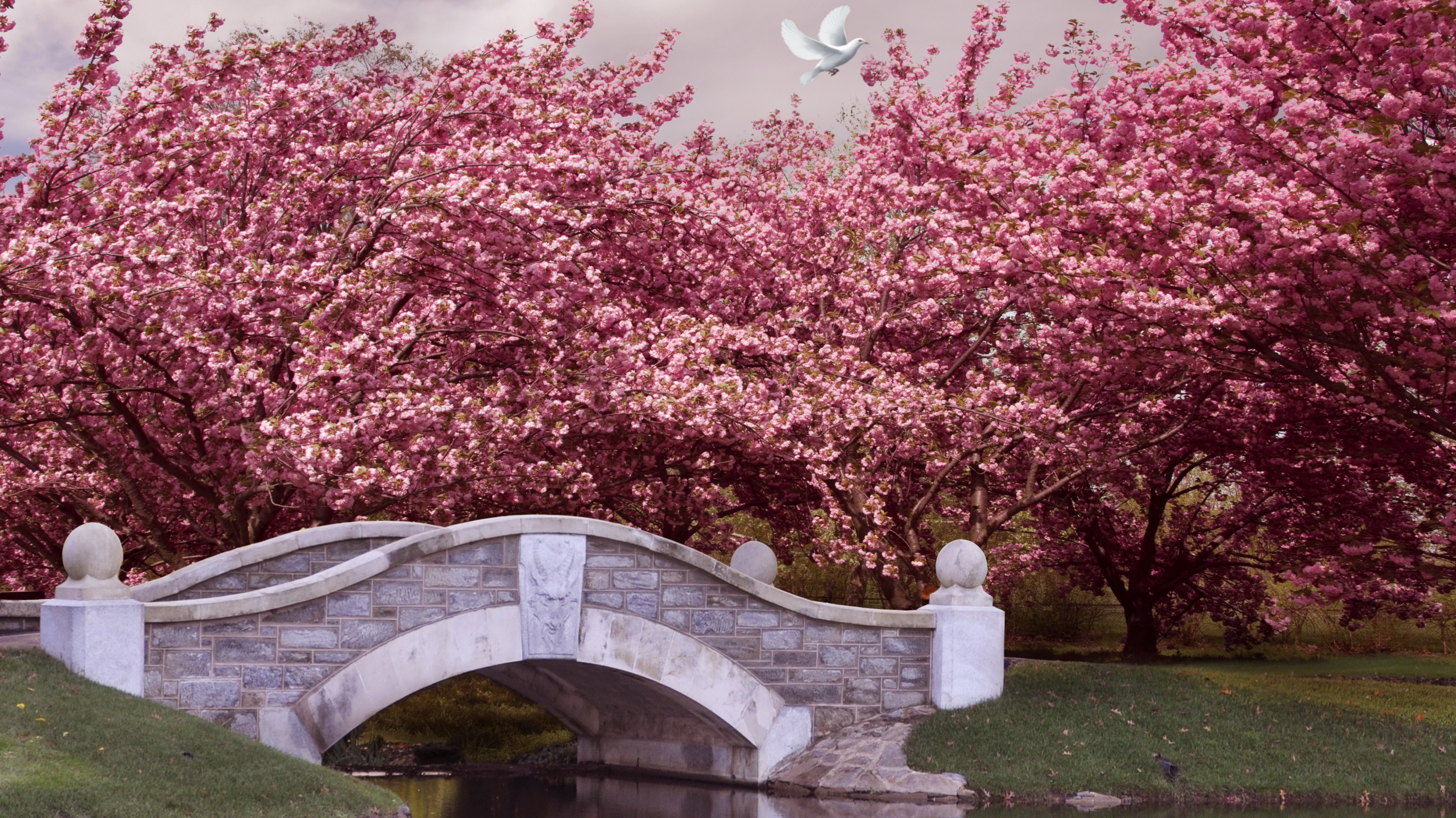 Japan, 4K, blossom, cherry, bridge, river, dove, HD Wallpaper