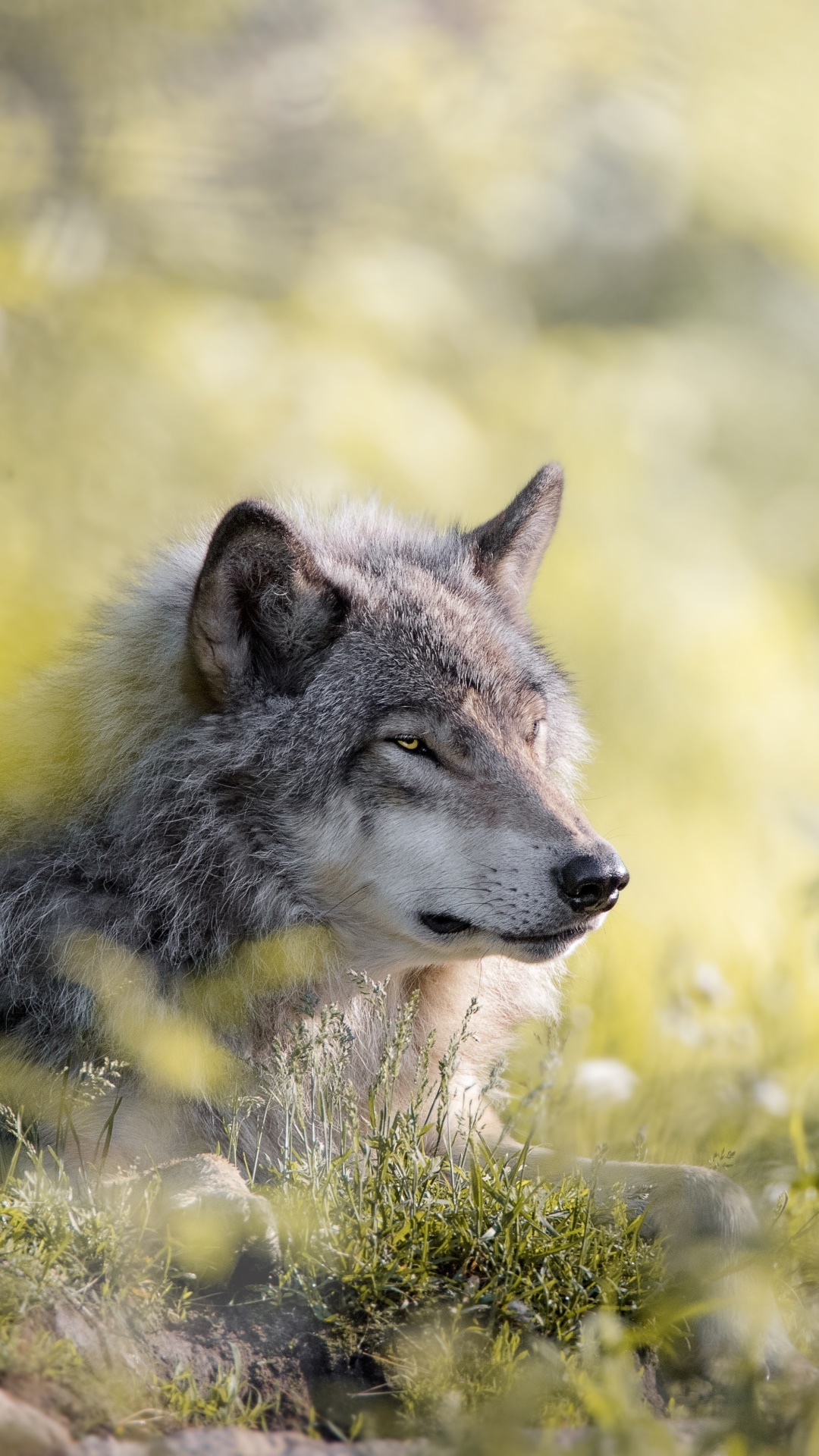 Animal Wolf, 1080x1920, Phone HD Wallpaper