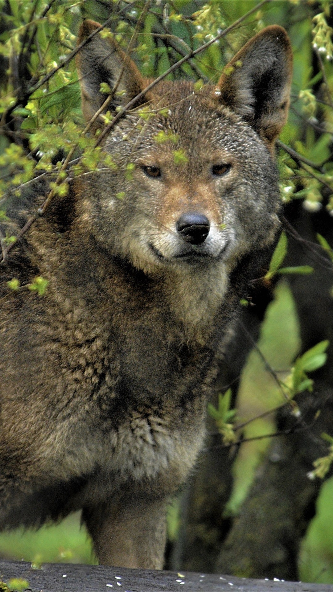 Animal Wolf, Red Wolf, 1080x1920, Phone HD Wallpaper