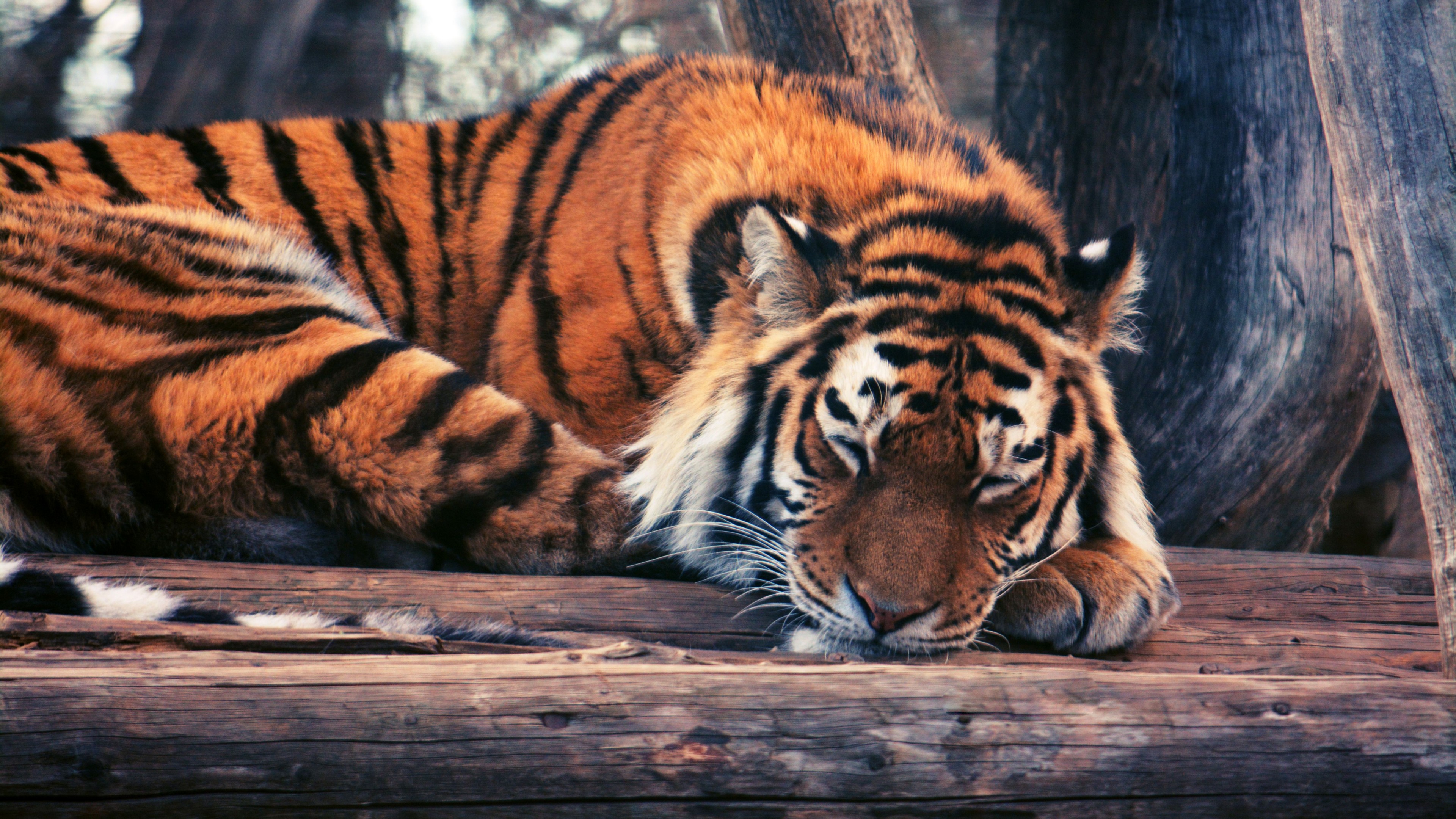 Tiger, cute animals, funny, HD Wallpaper