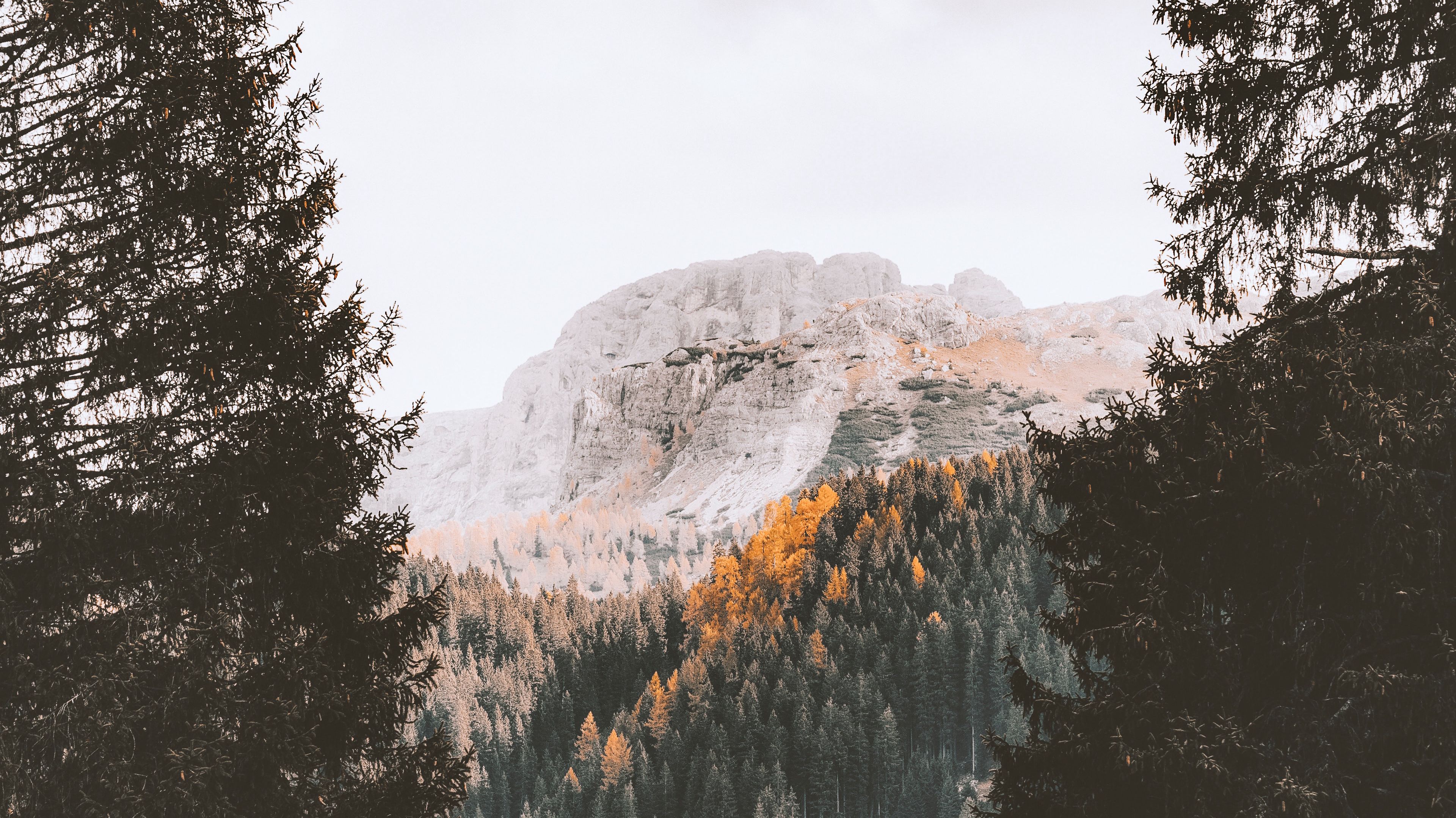 mountain, forest, autumn, trees, 4k, HD Wallpaper