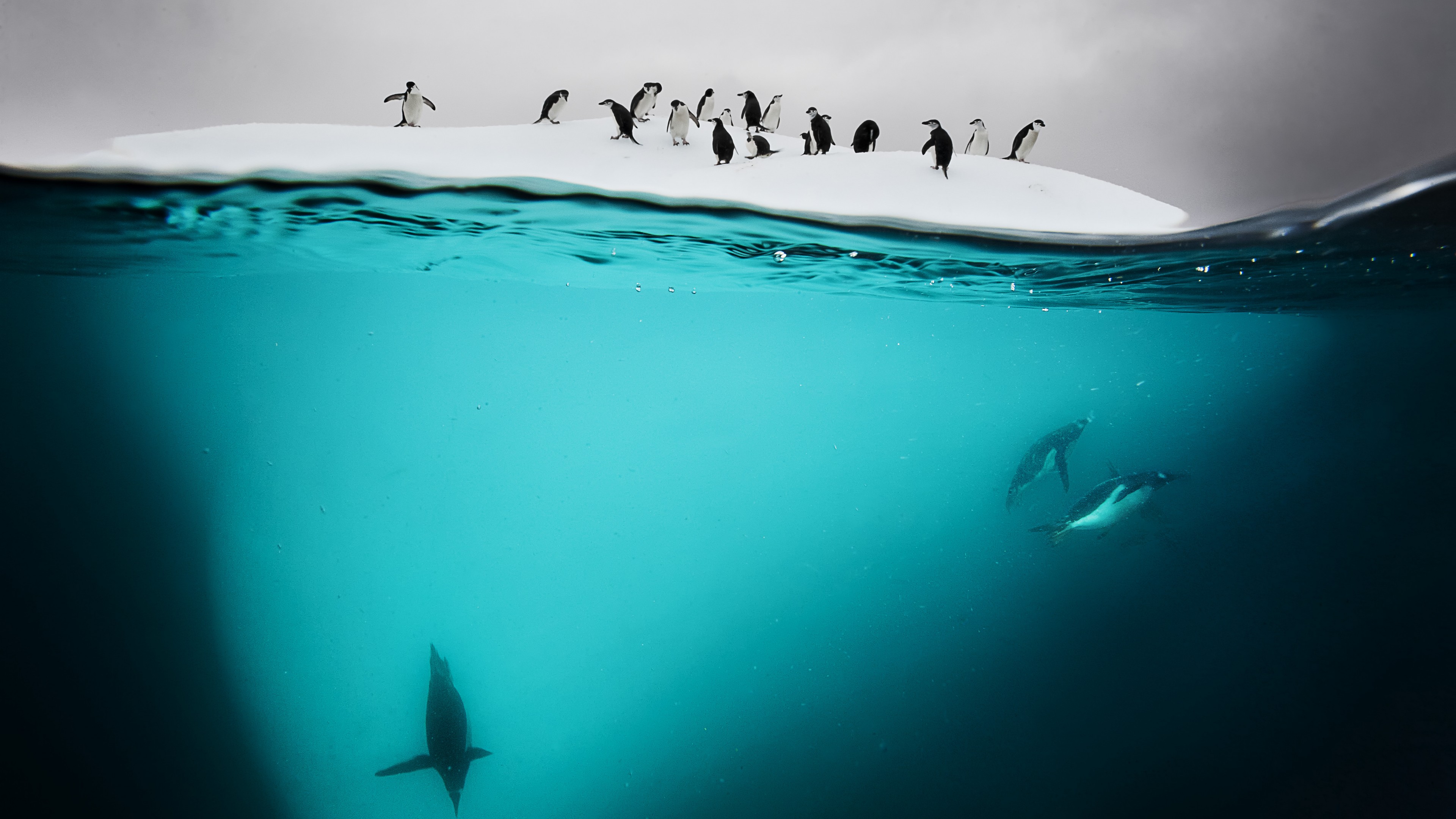 Penguin, New Zealand, underwater, HD Wallpaper