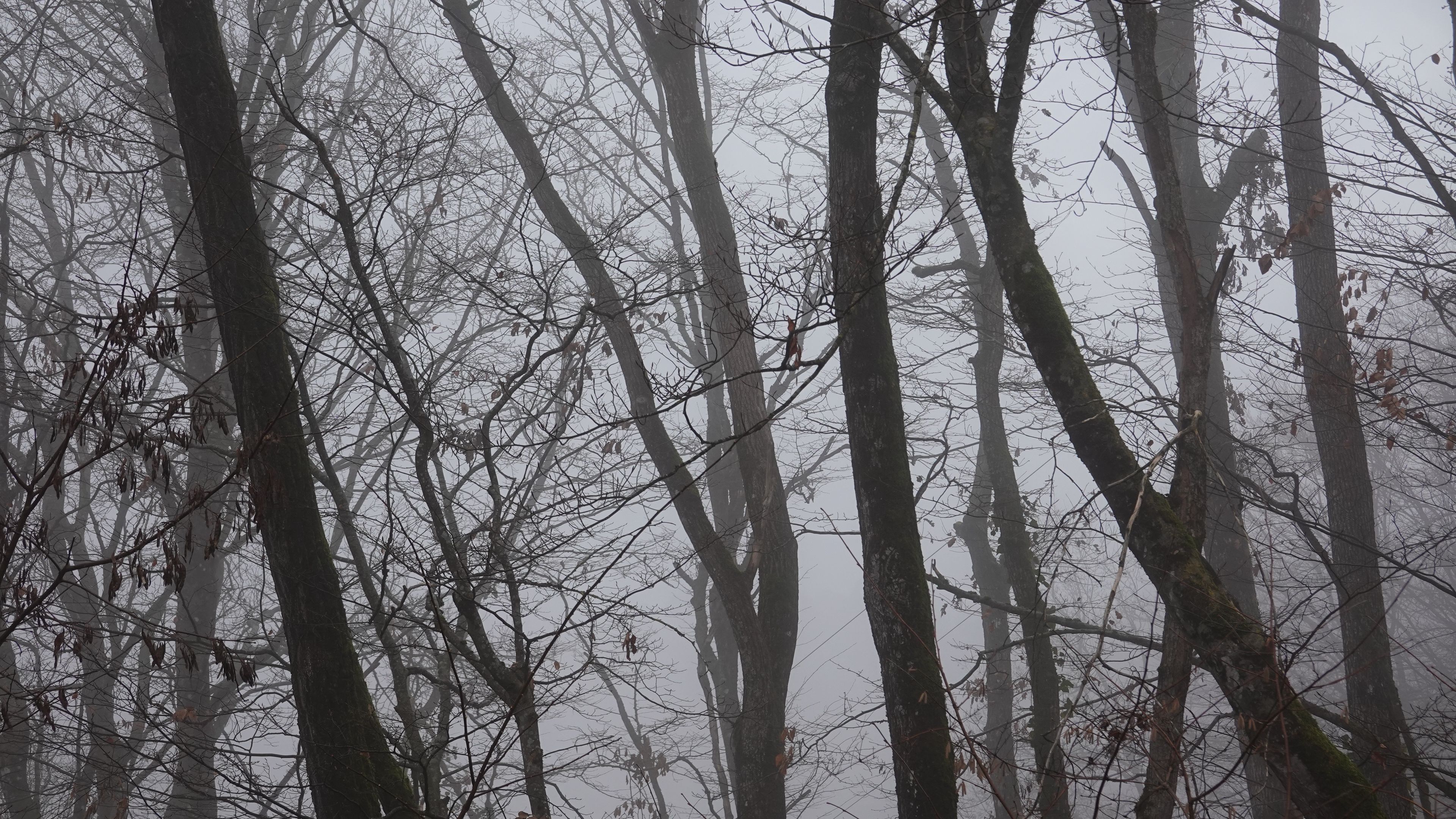 trees, fog, branches, leaves, 4k, HD Wallpaper