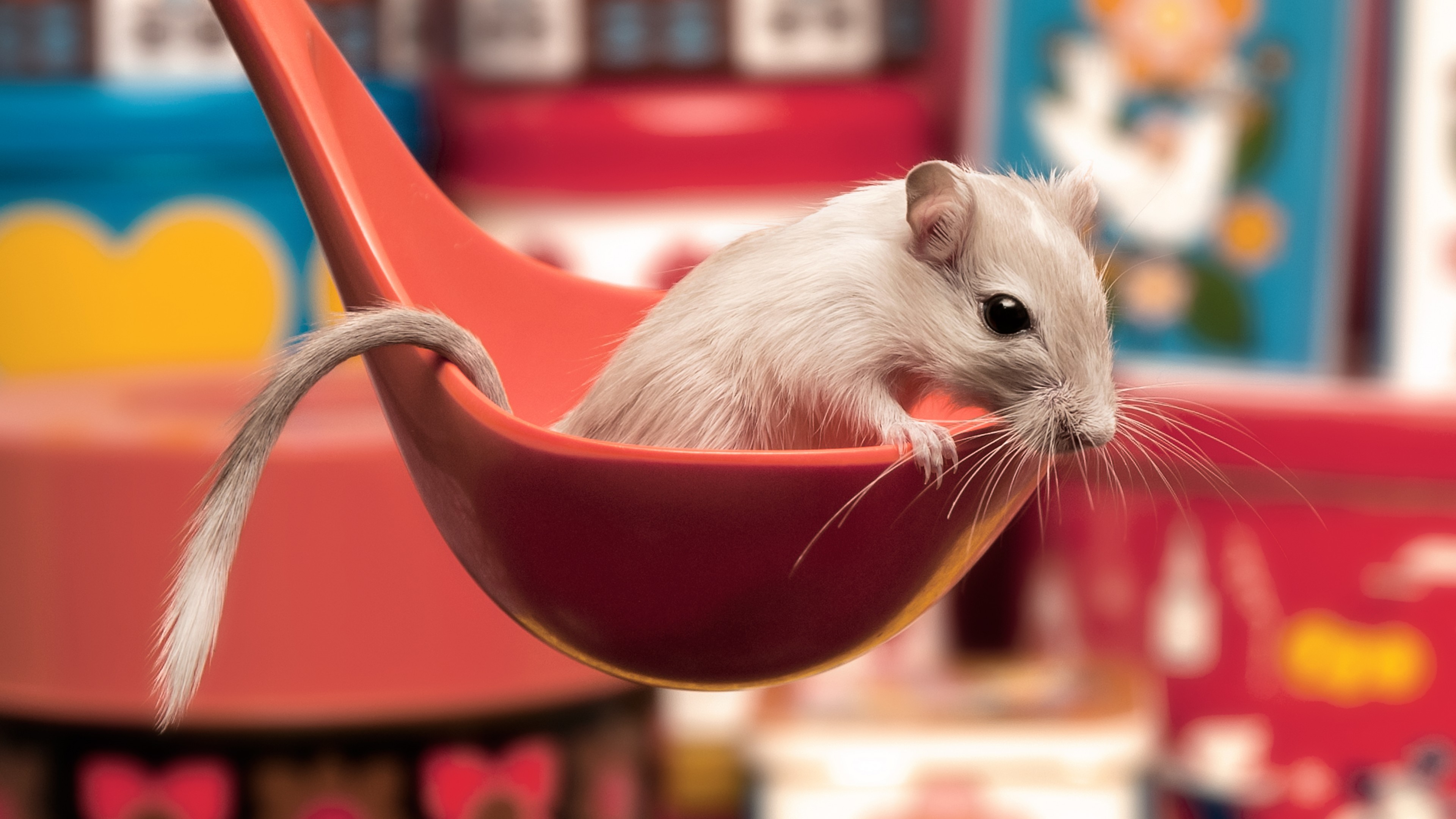 gerbil, spoon, cute animals, funny, HD Wallpaper