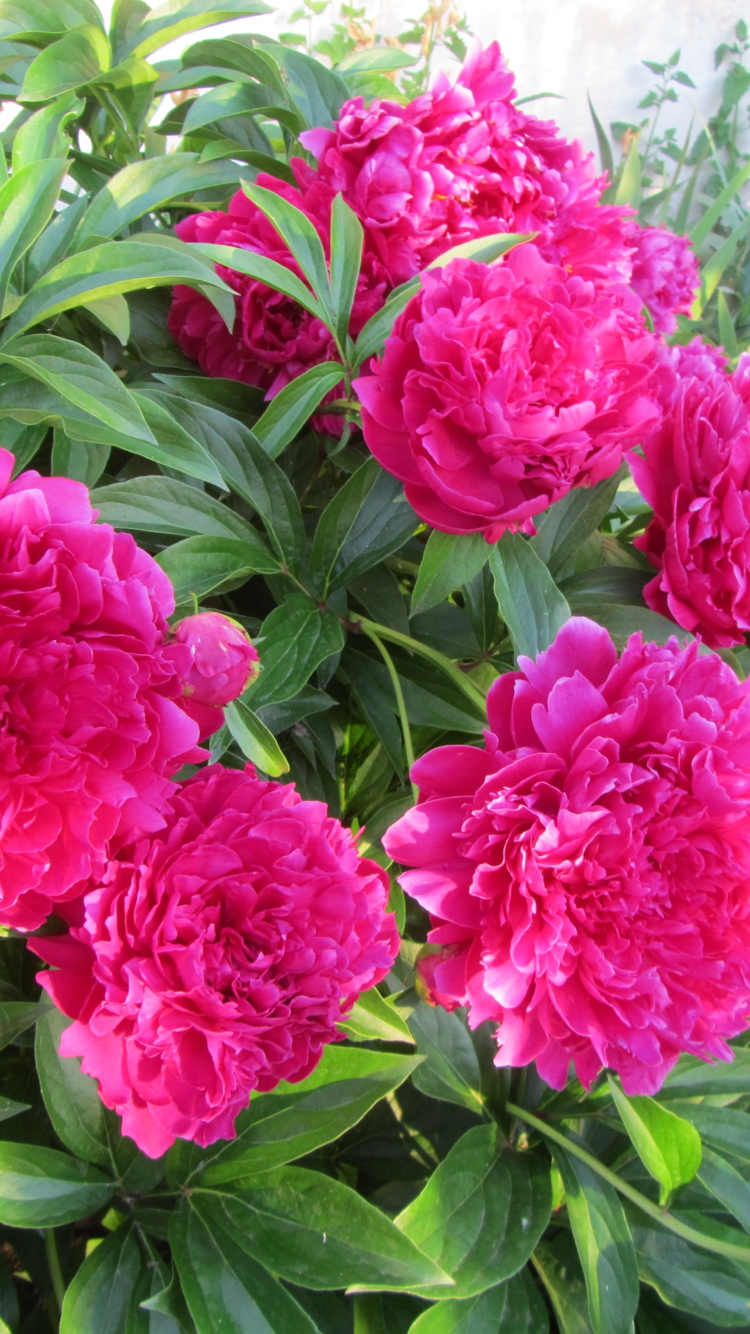 Earth Flower, Peony, 1080x1920, Phone HD Wallpaper