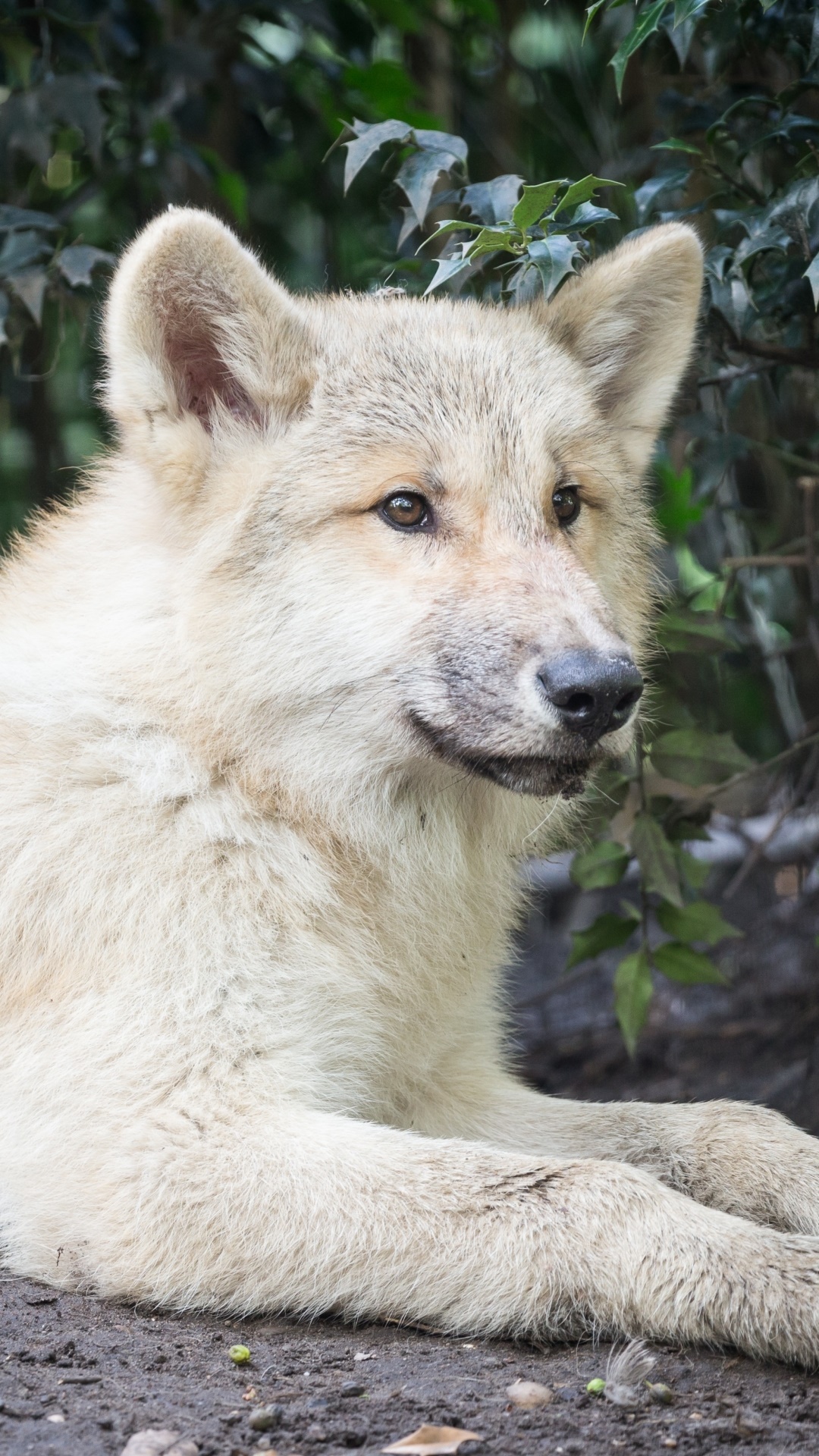 Animal Wolf, Baby Animal, Cub, 1080x1920, Phone HD Wallpaper
