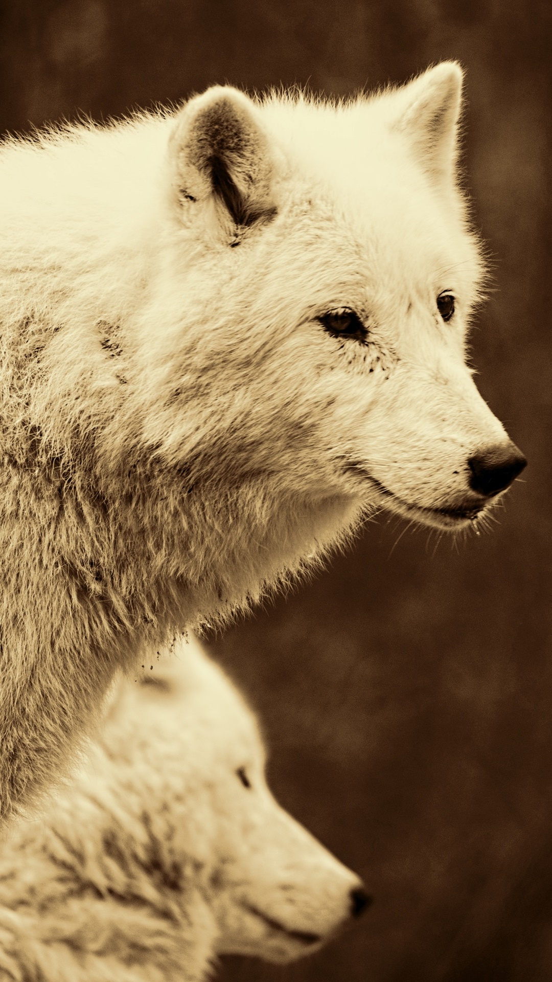 Animal Wolf, 1080x1920, Phone HD Wallpaper