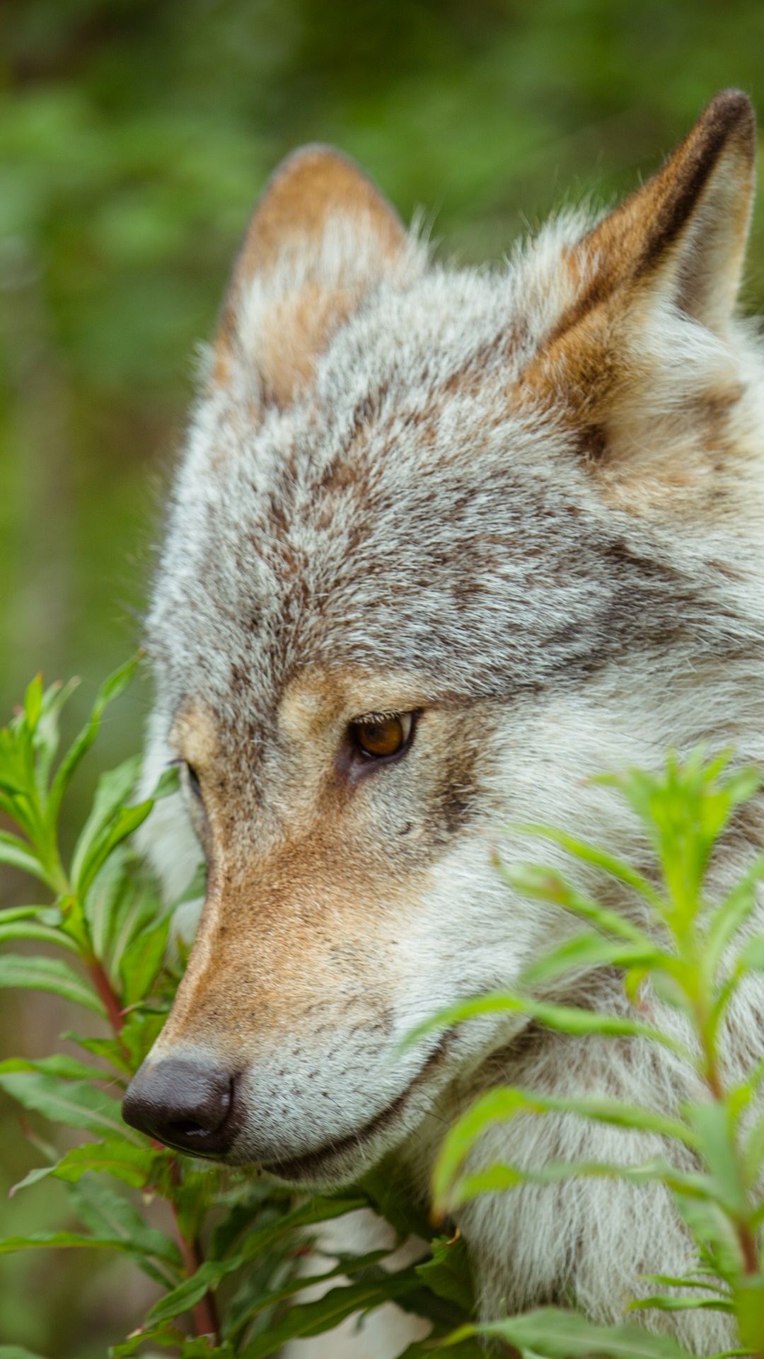Animal Wolf, Face, Close-up, 1080x1920, Phone HD Wallpaper