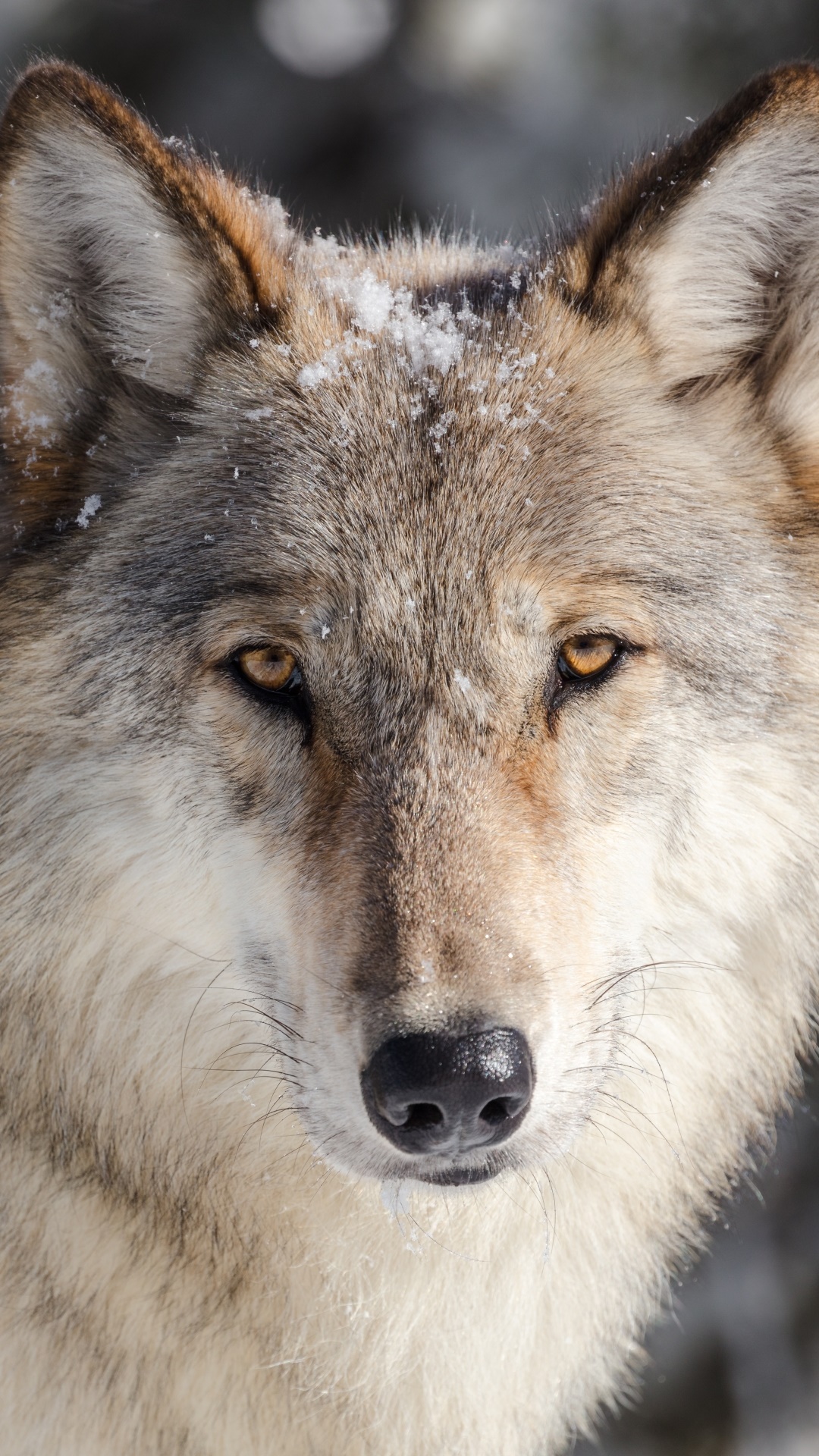 Animal Wolf, 1080x1920, Phone HD Wallpaper