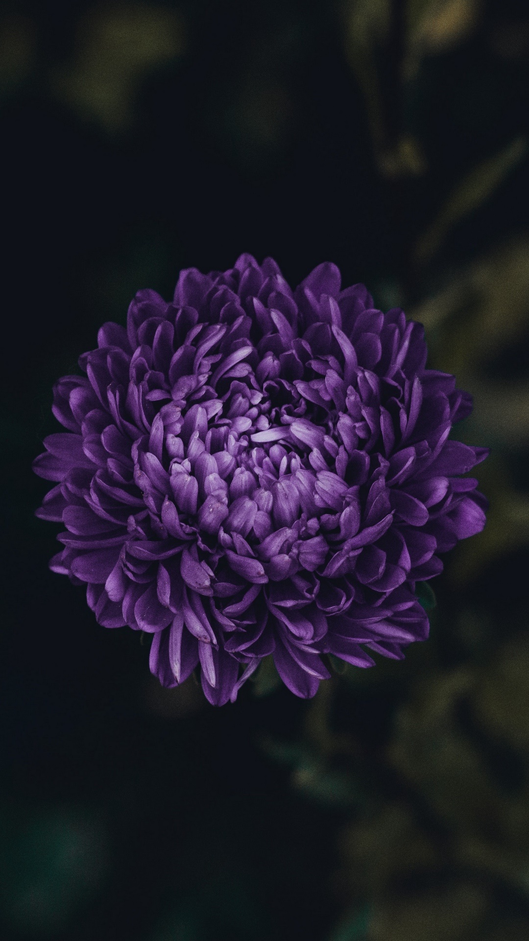 Earth Flower, Daisy, Purple Flower, 1080x1920, Phone HD Wallpaper