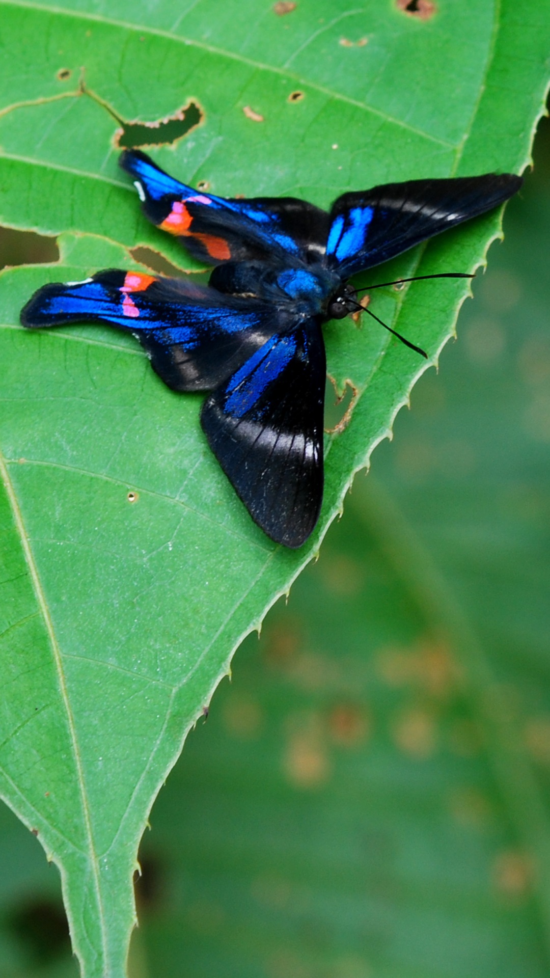 Animal Butterfly, 1080x1920, Phone HD Wallpaper
