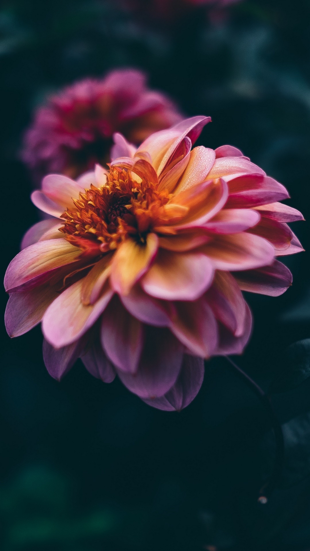 Earth Flower, Blur, Petal, 1080x1920, Phone HD Wallpaper