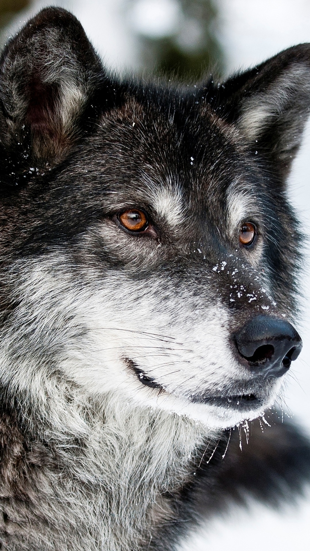 Animal Wolf, 1080x1920, Phone HD Wallpaper