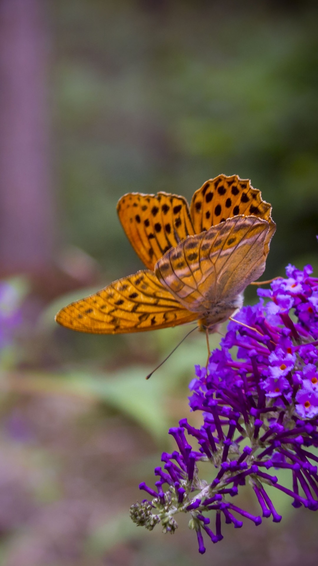 Animal Butterfly, Insect, Depth Of Field, Purple Flower, Flower, 1080x1920, Phone HD Wallpaper