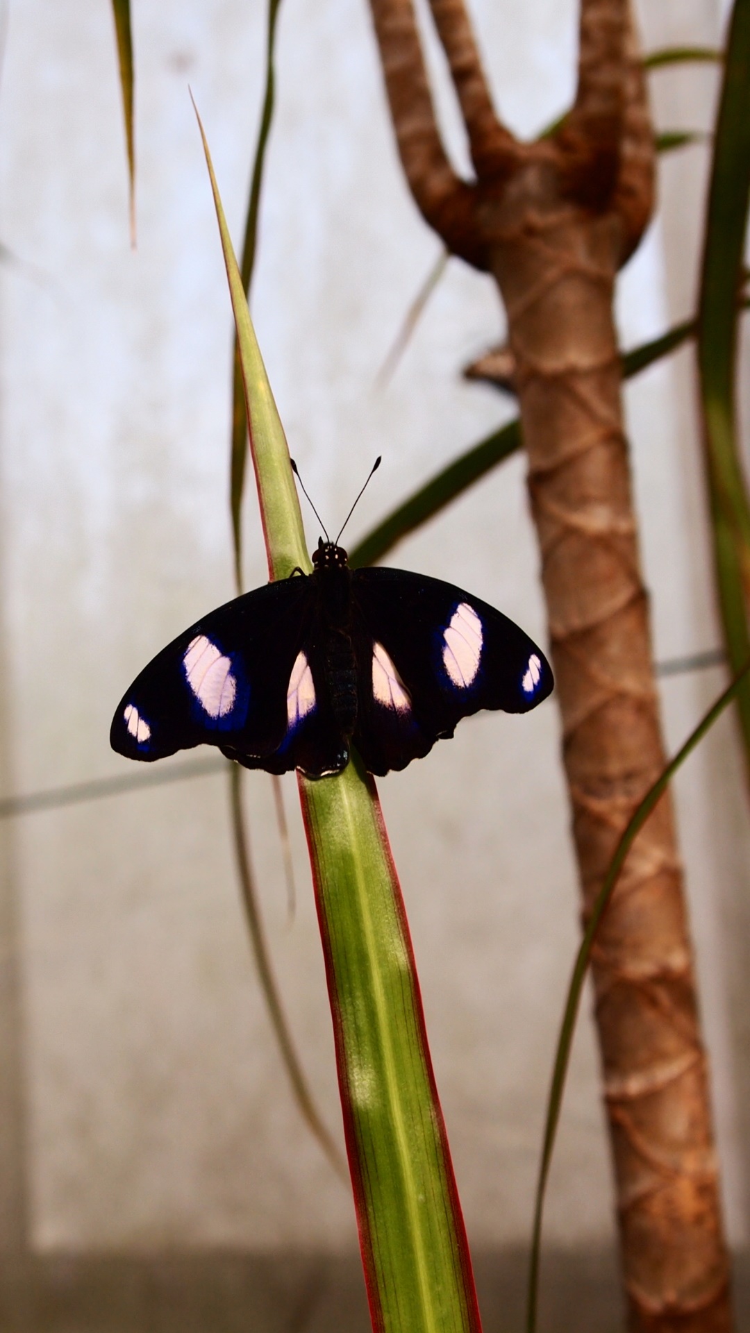 Animal Butterfly, 1080x1920, Phone HD Wallpaper