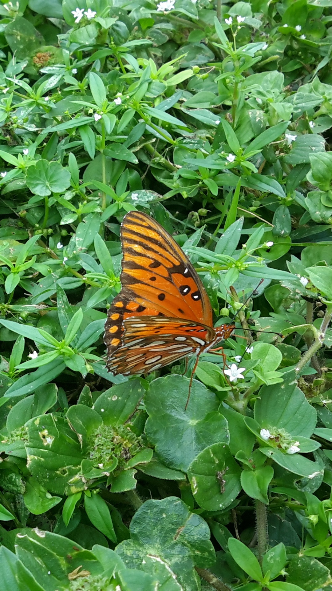Animal Butterfly, 1080x1920, Phone HD Wallpaper