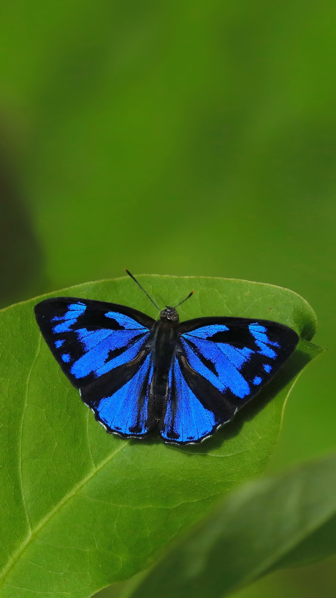 Animal Butterfly, Leaf, 1080x1920, Phone HD Wallpaper