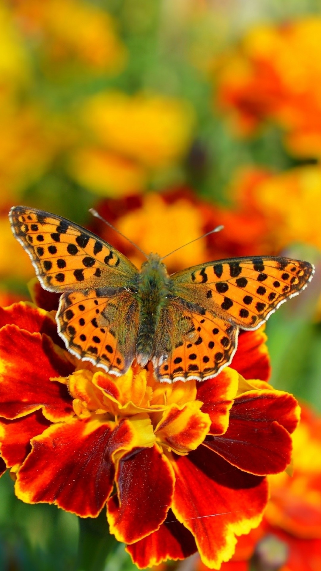 Animal Butterfly, Macro, Flower, Orange Flower, Marigold, 1080x1920, Phone HD Wallpaper