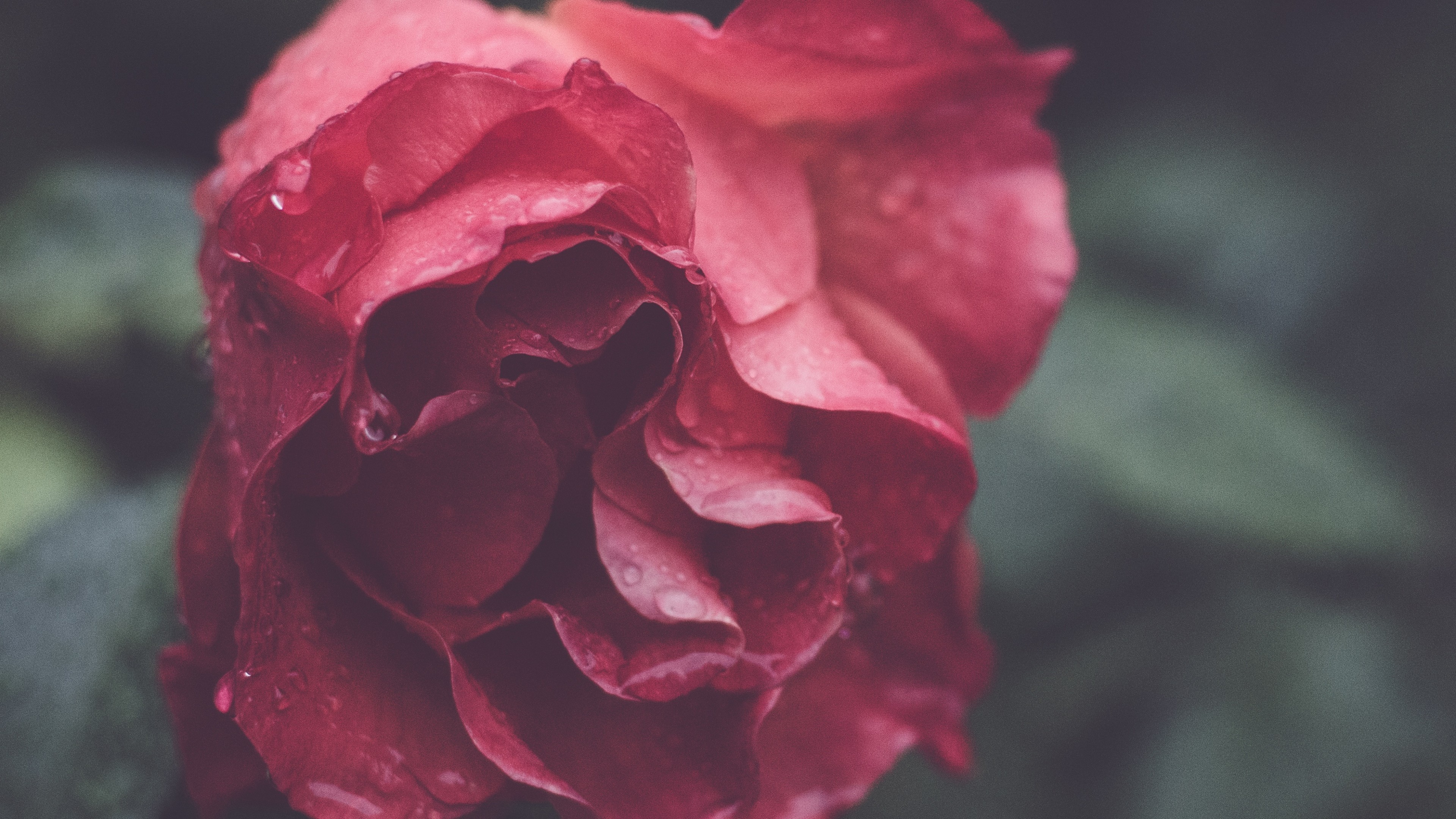 Rose, HD, macro, flowers, HD Wallpaper