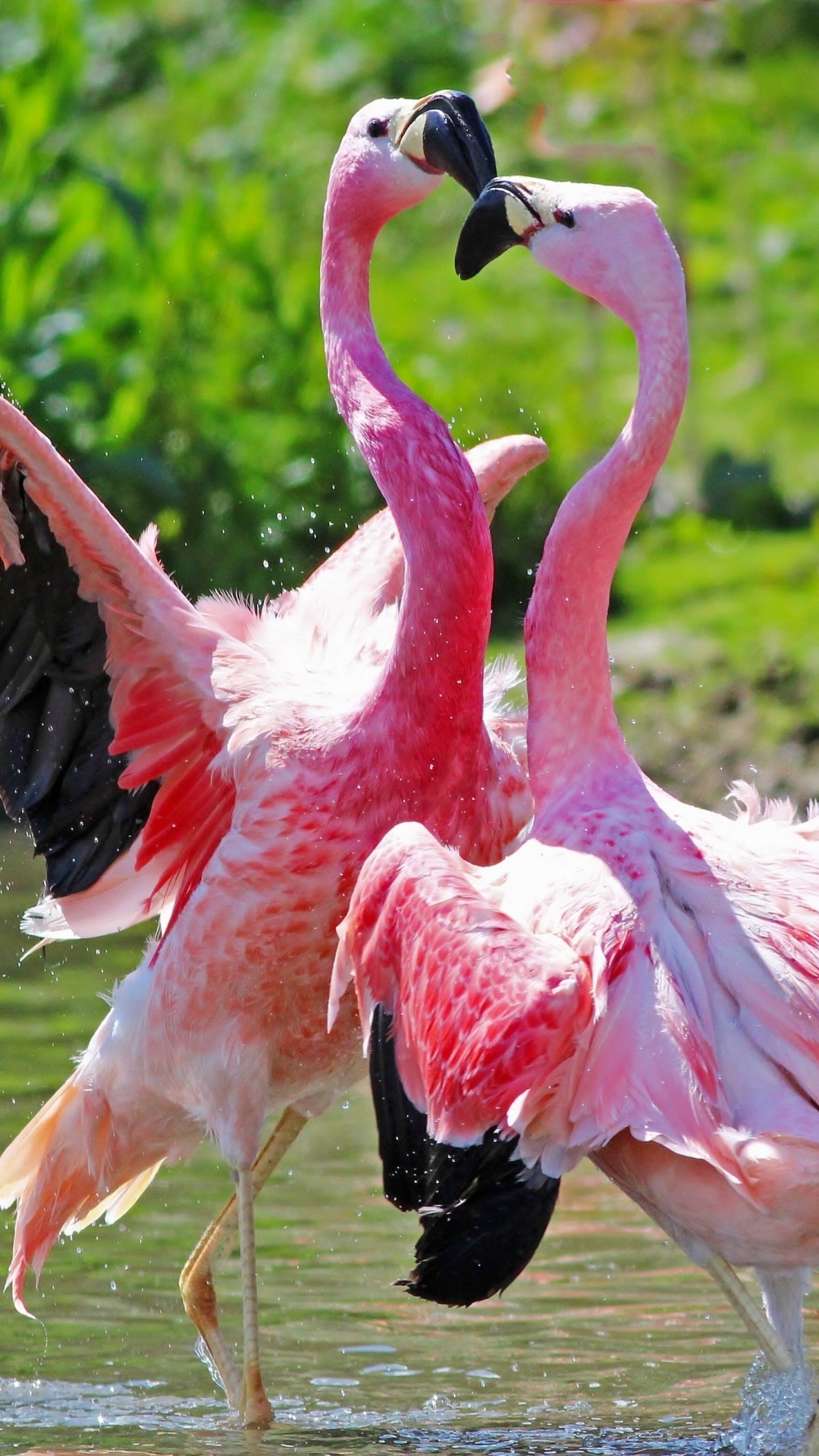 Animal Flamingo, 1080x1920, Phone HD Wallpaper