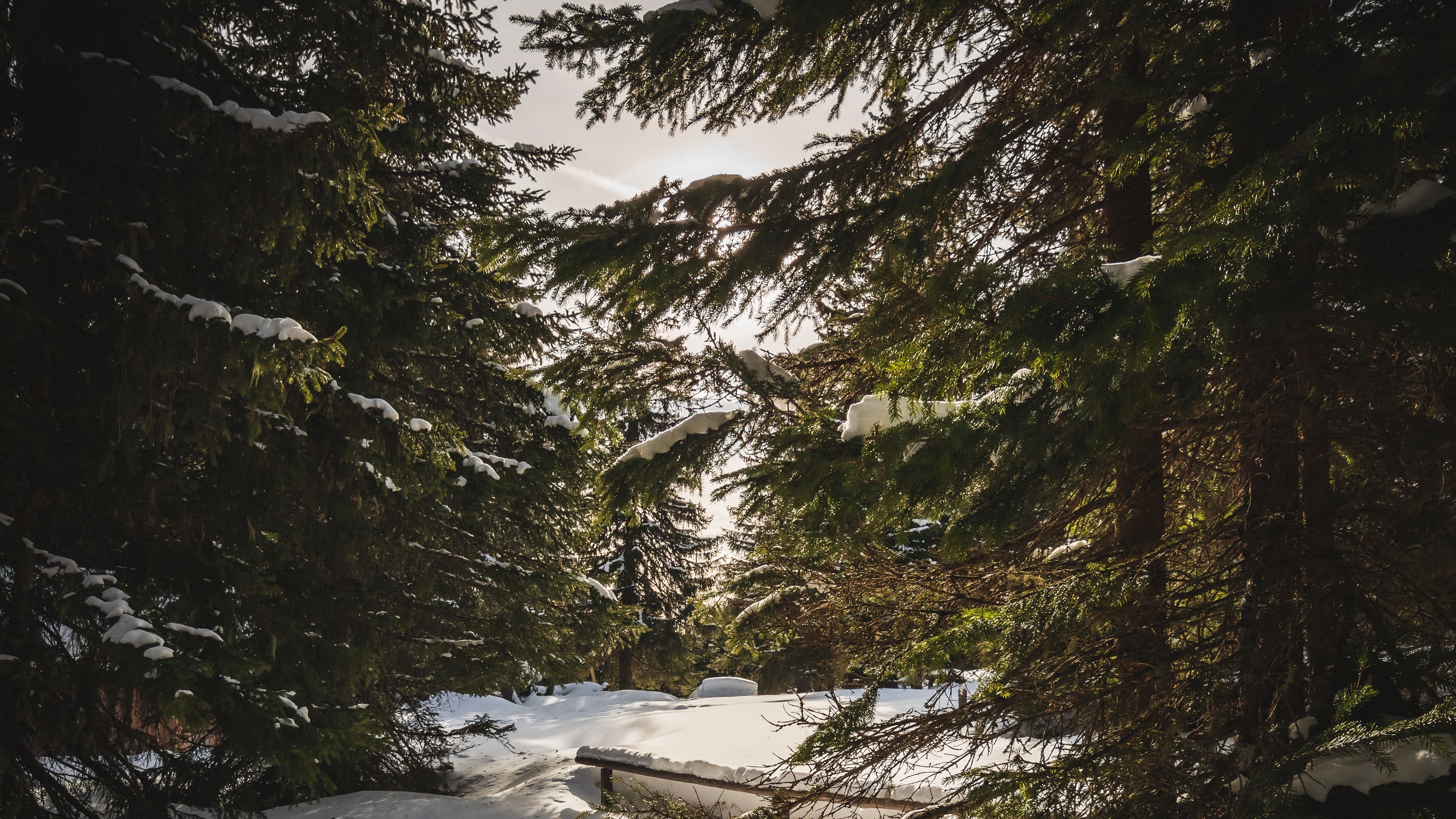 forest, snow, sunbeams, spruce, 4k, HD Wallpaper