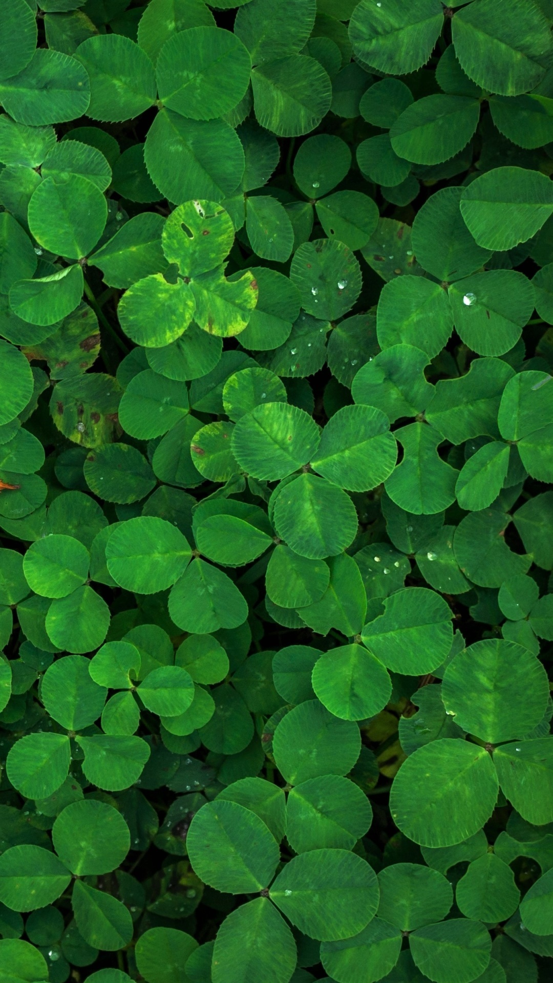 Earth Clover, Green, Earth, Fall, Leaf, 1080x1920 Phone HD Wallpaper