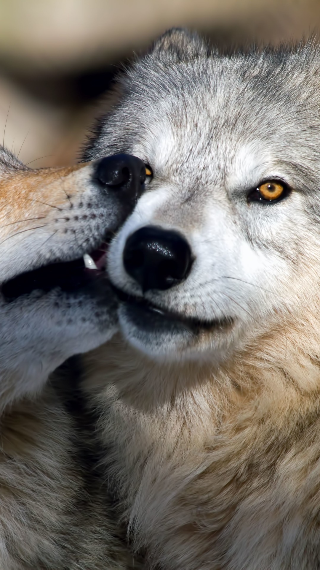 Animal Wolf, 1080x1920, Phone HD Wallpaper