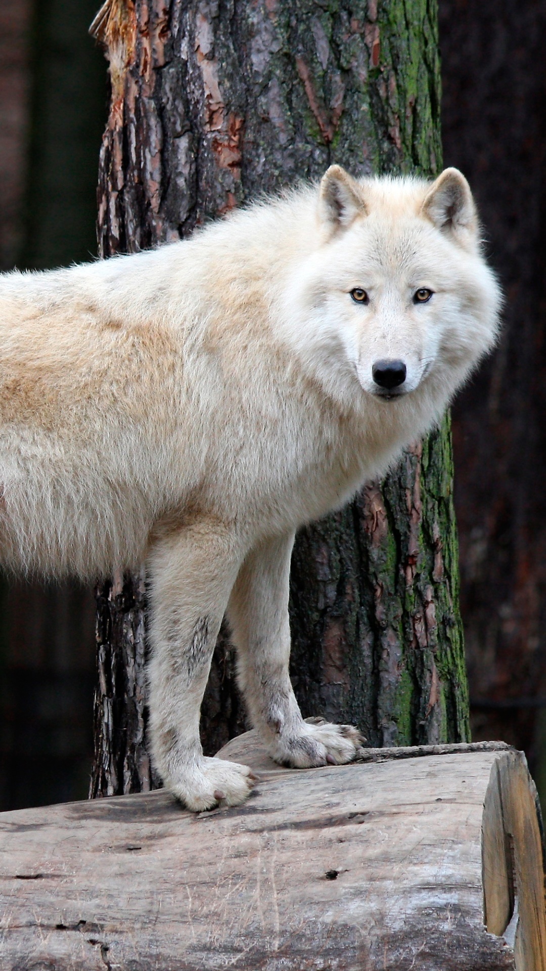 Animal Wolf, White Wolf, 1080x1920, Phone HD Wallpaper